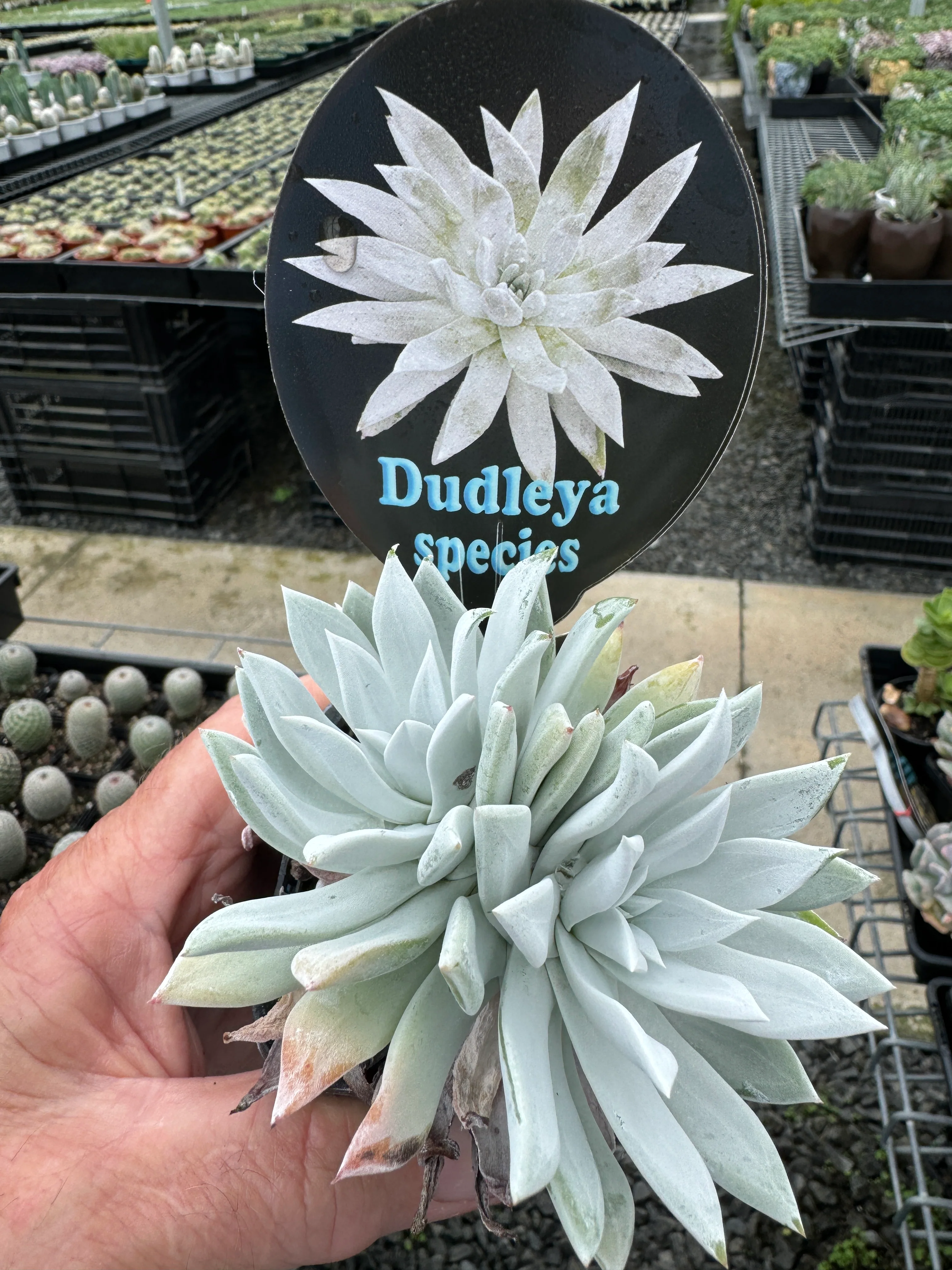 Dudleya species (WA Prohibited) - Image 2