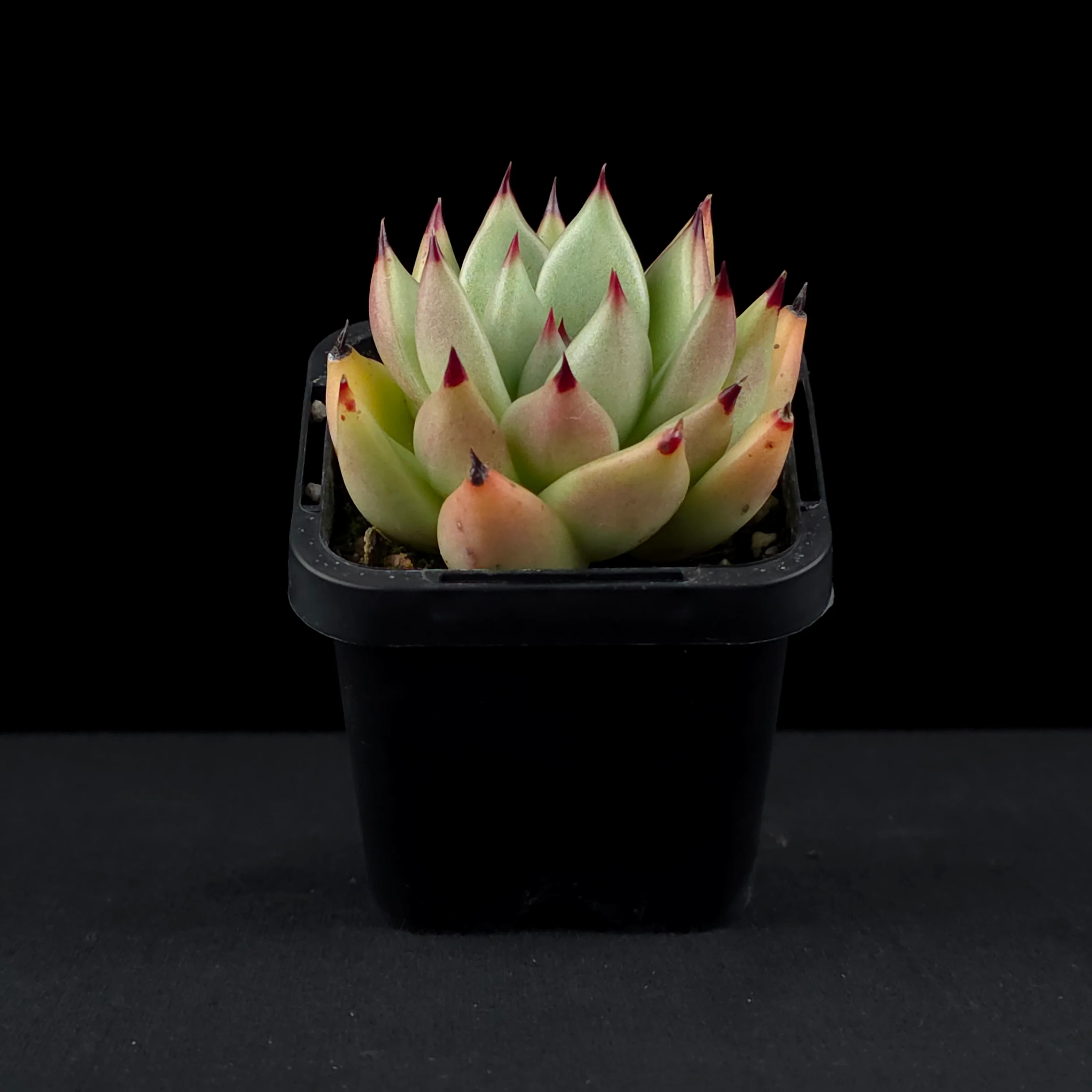Echeveria agavoides 'Sirius' - Image 3