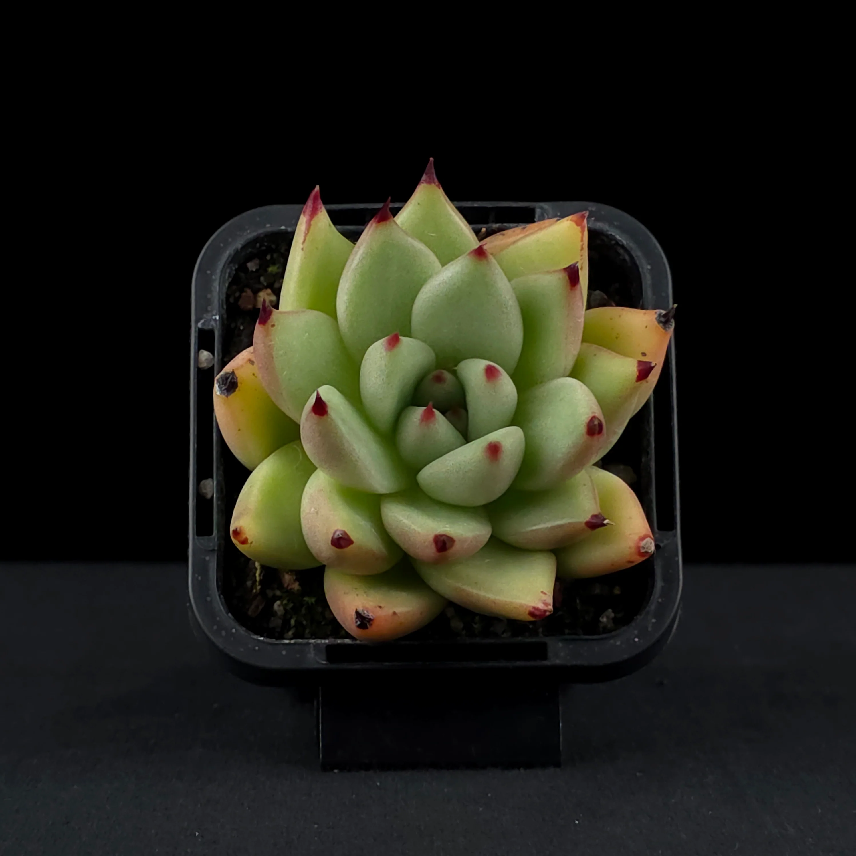 Echeveria agavoides 'Sirius' - Image 4
