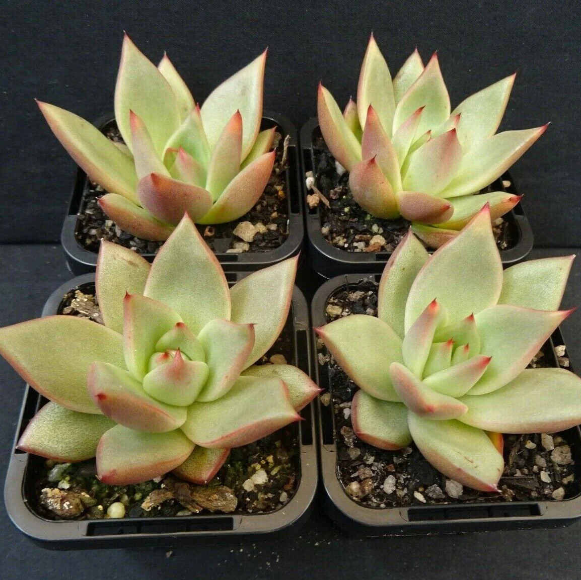Echeveria agavoides 'Sirius' - Image 5