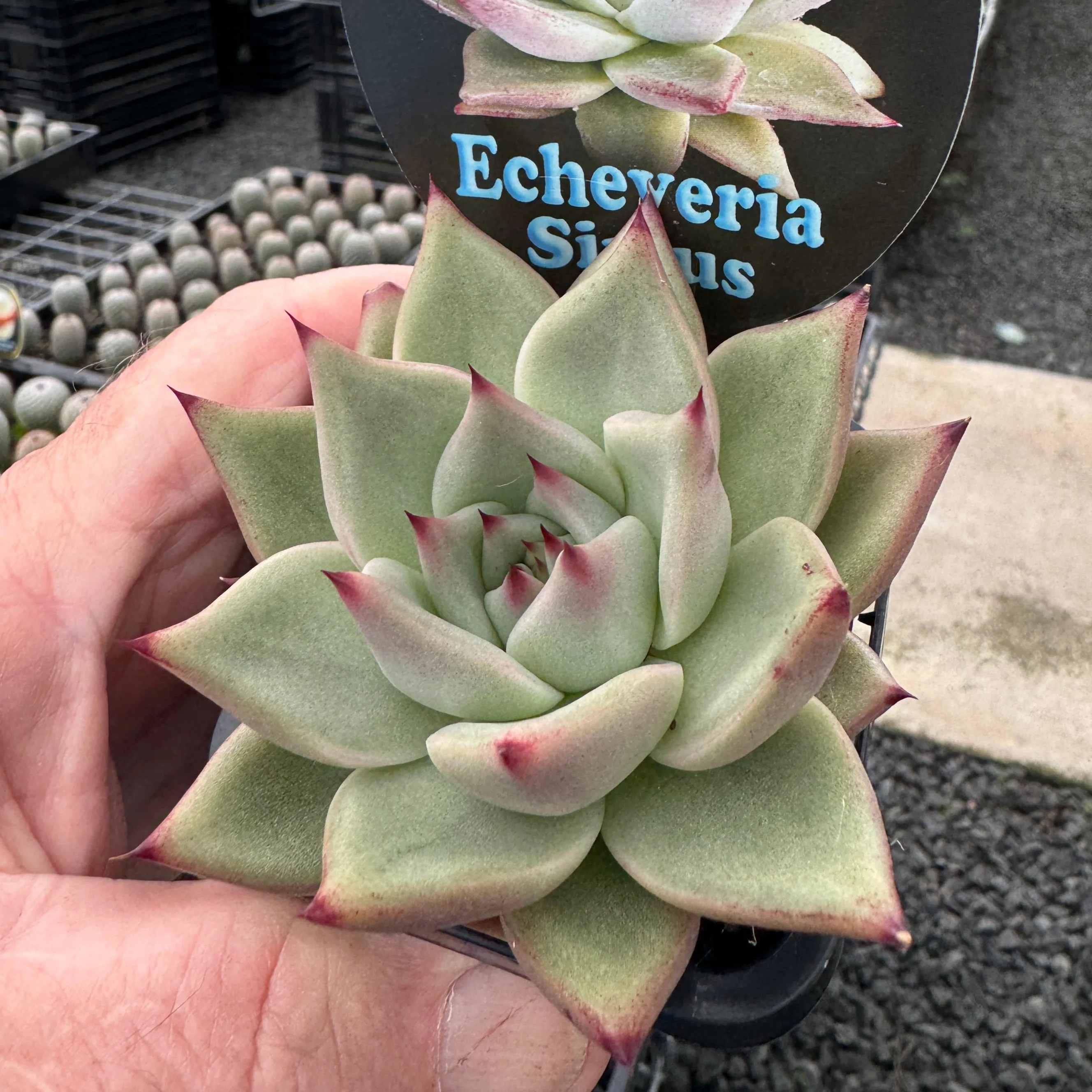 Echeveria agavoides 'Sirius' - Image 6