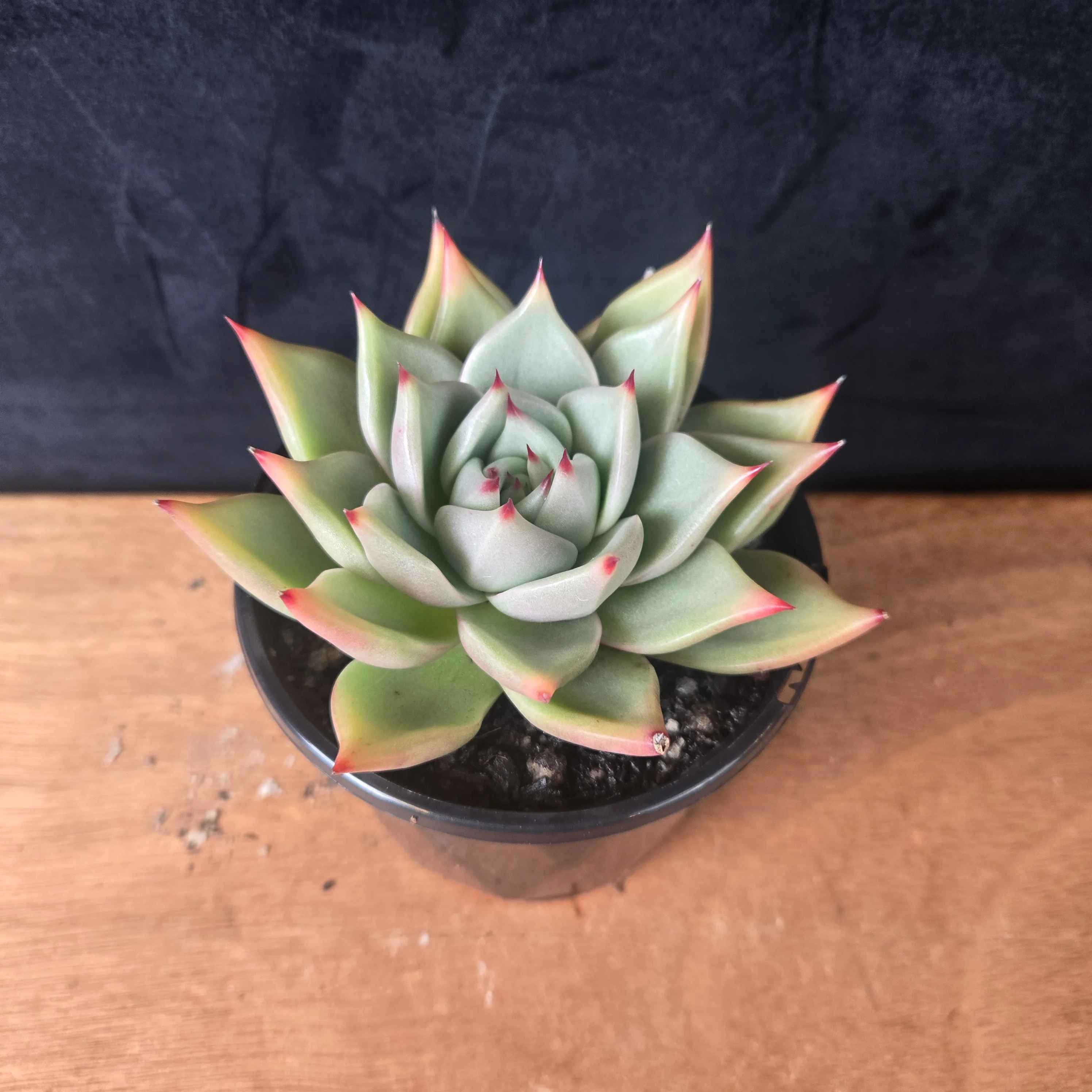 Echeveria agavoides 'Sirius' - Image 7
