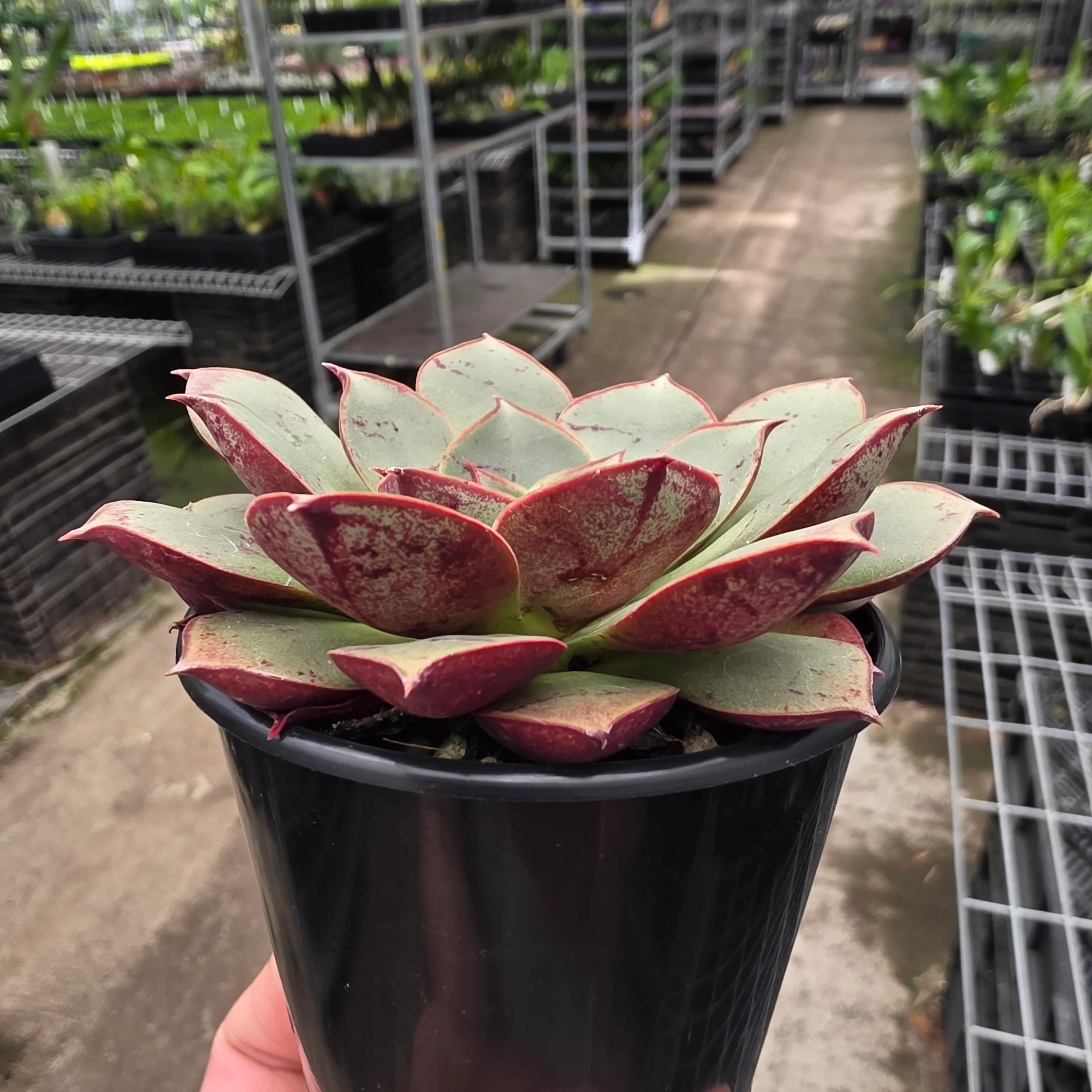 Echeveria 'Astarensis' - Image 10