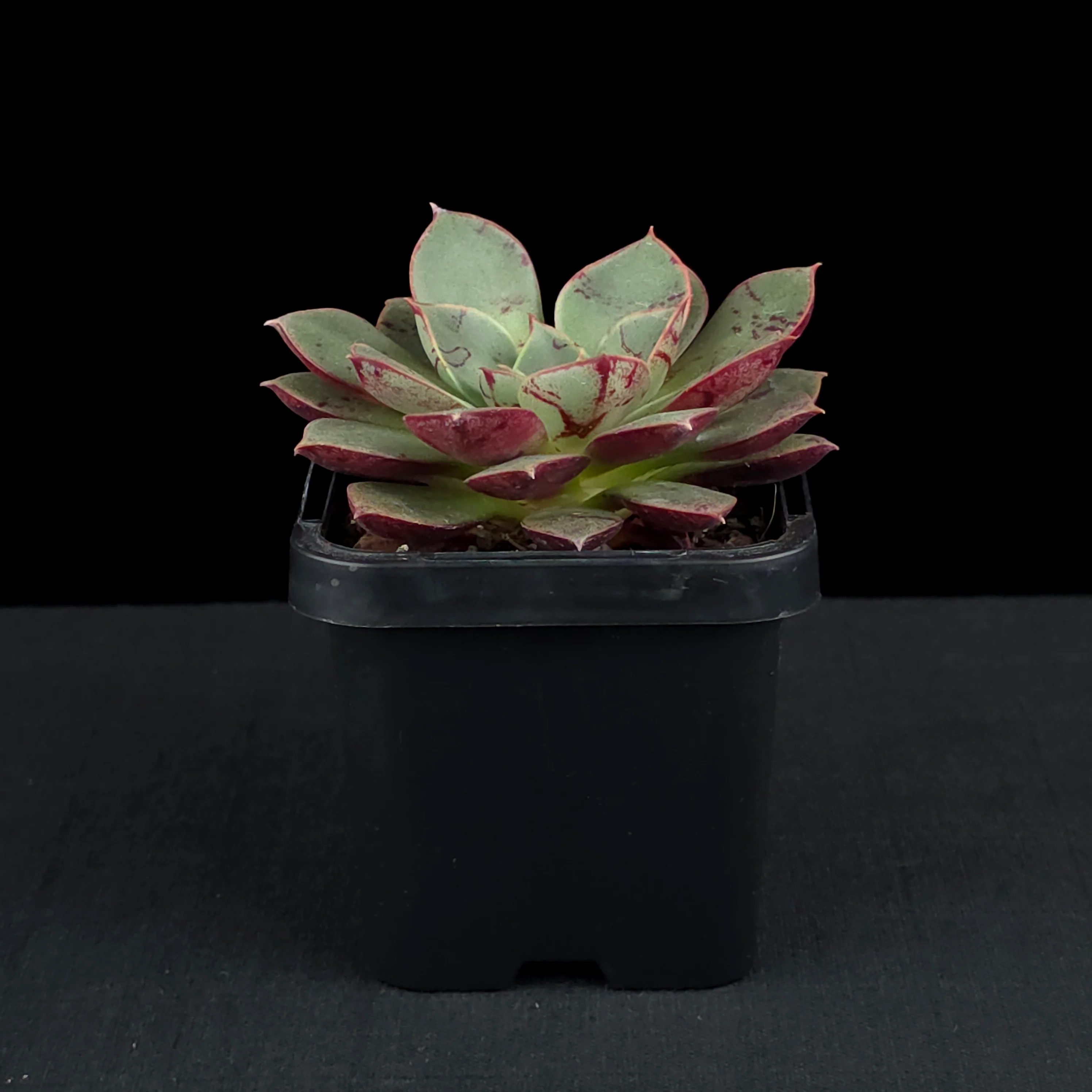 Echeveria 'Astarensis' - Image 2