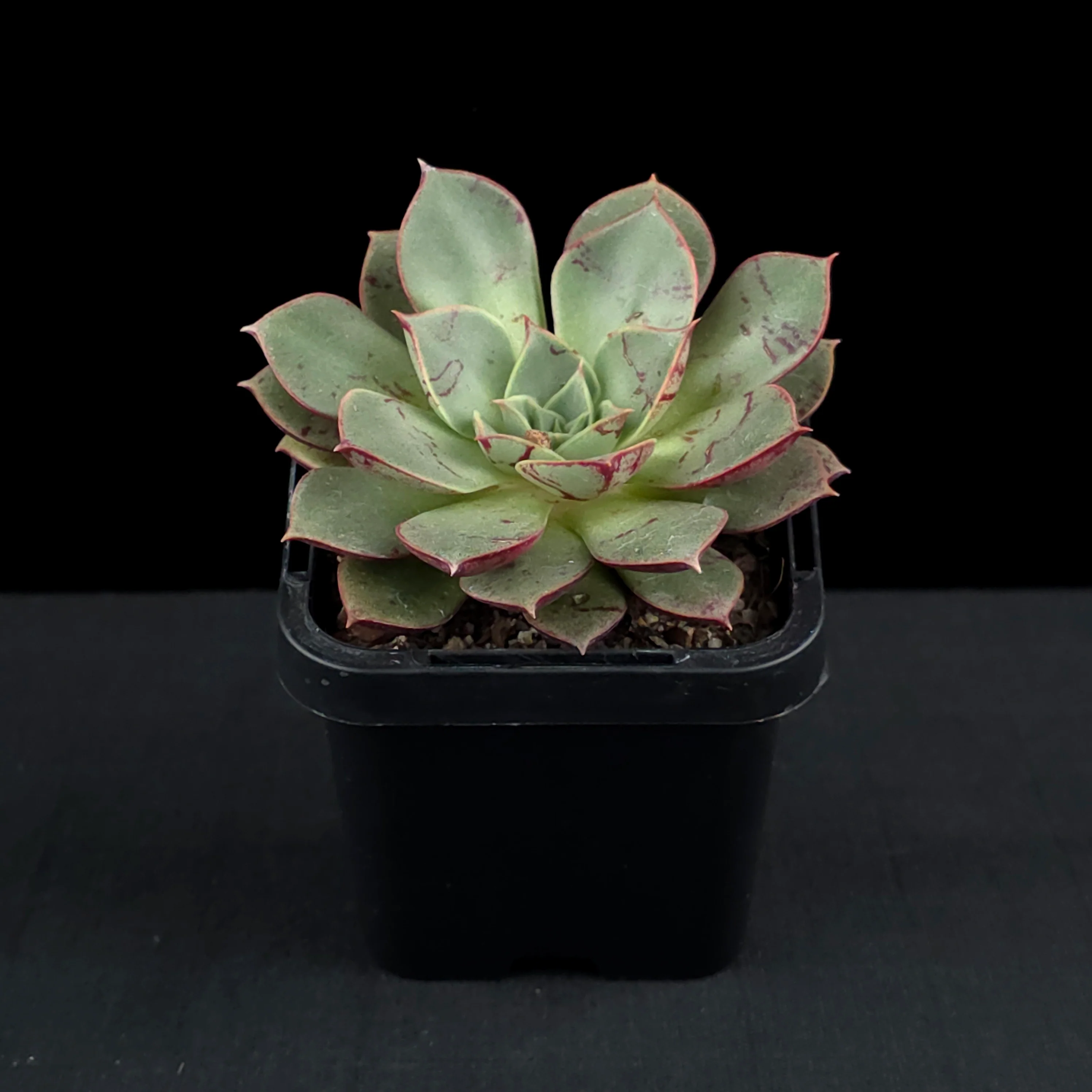 Echeveria 'Astarensis' - Image 3