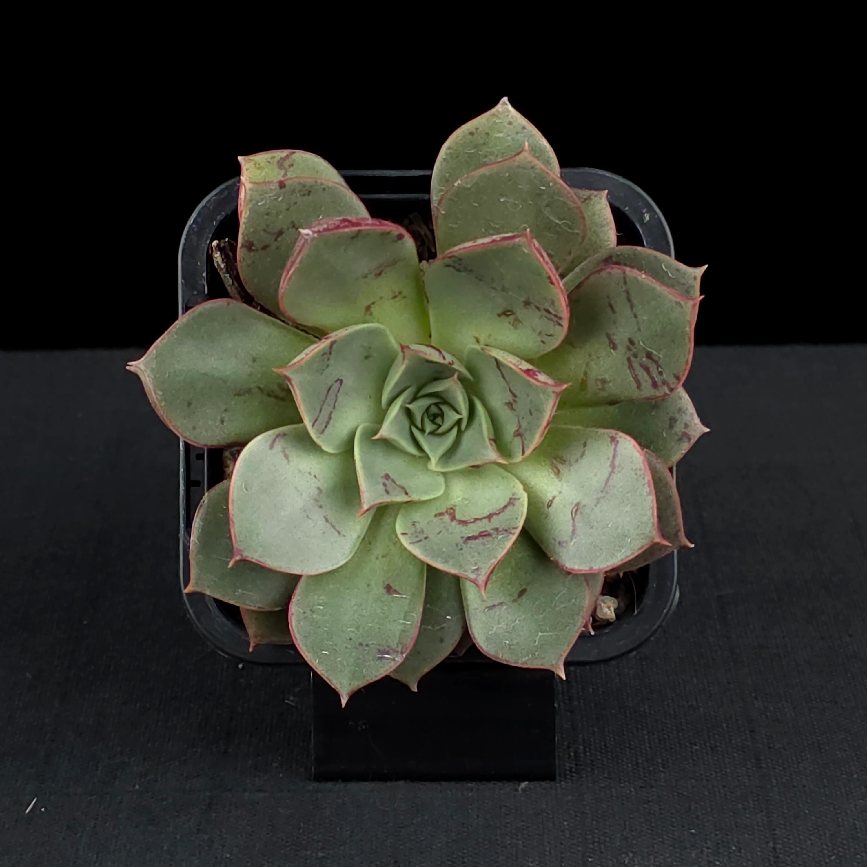 Echeveria 'Astarensis' - Image 4