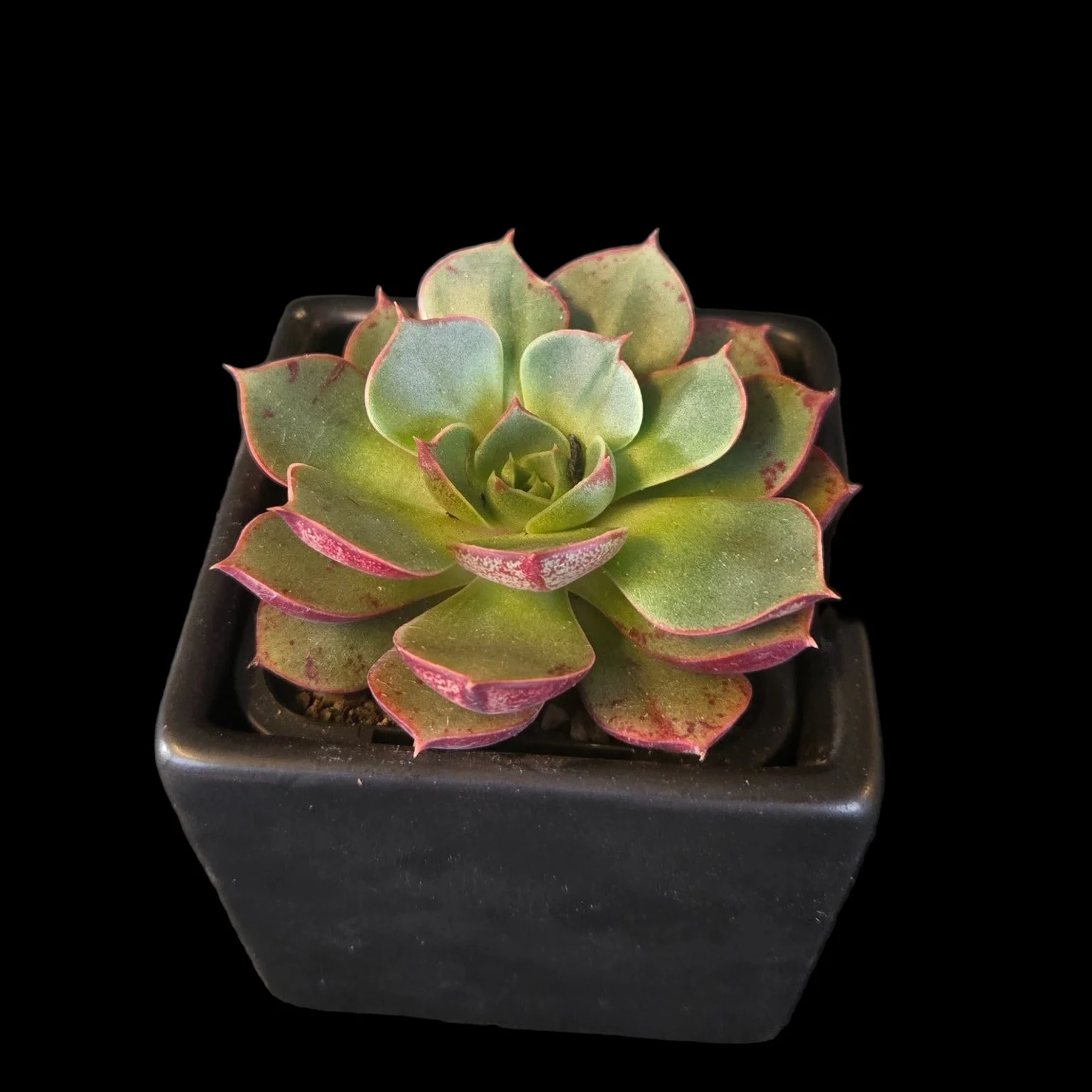 Echeveria 'Astarensis' - Image 5
