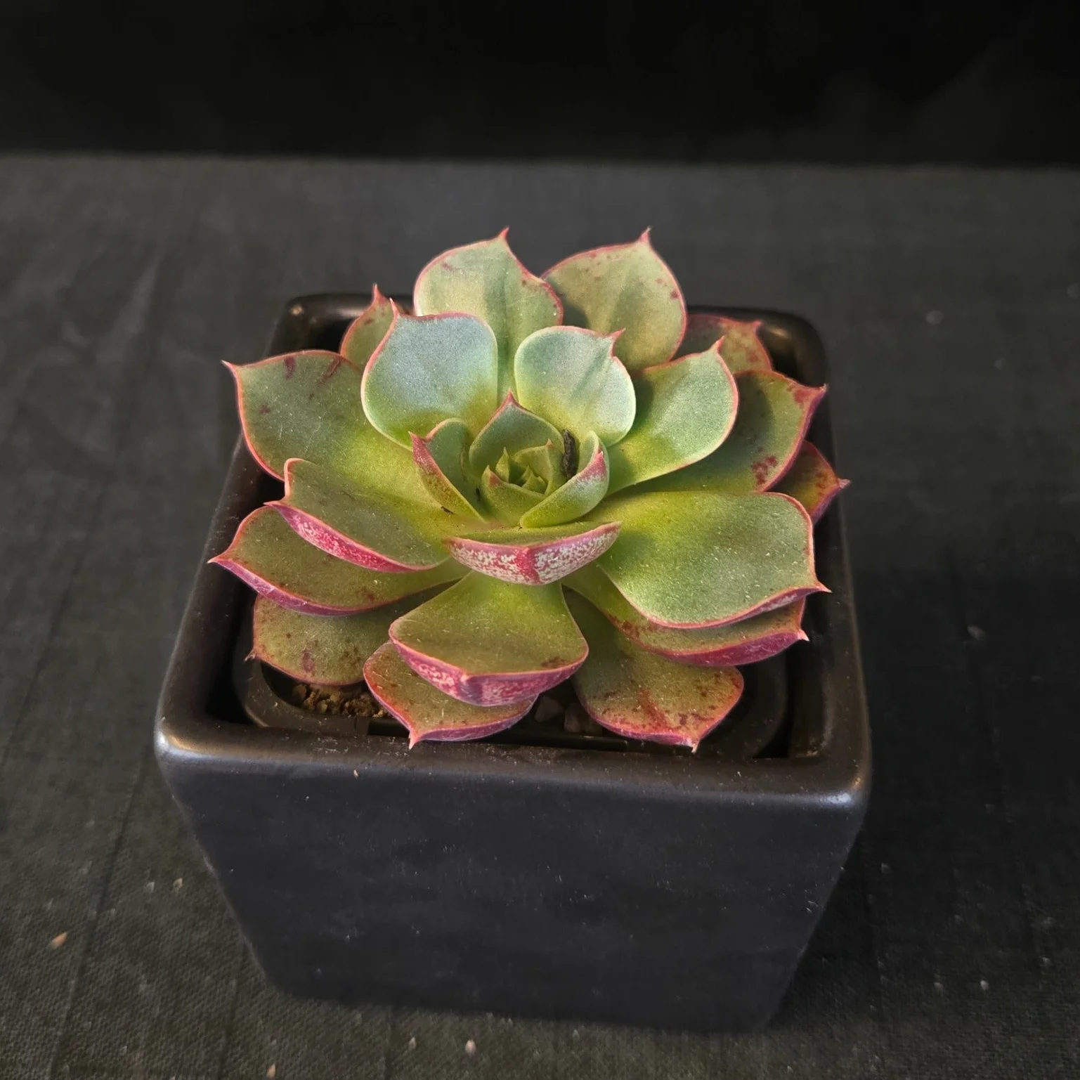 Echeveria 'Astarensis' - Image 6