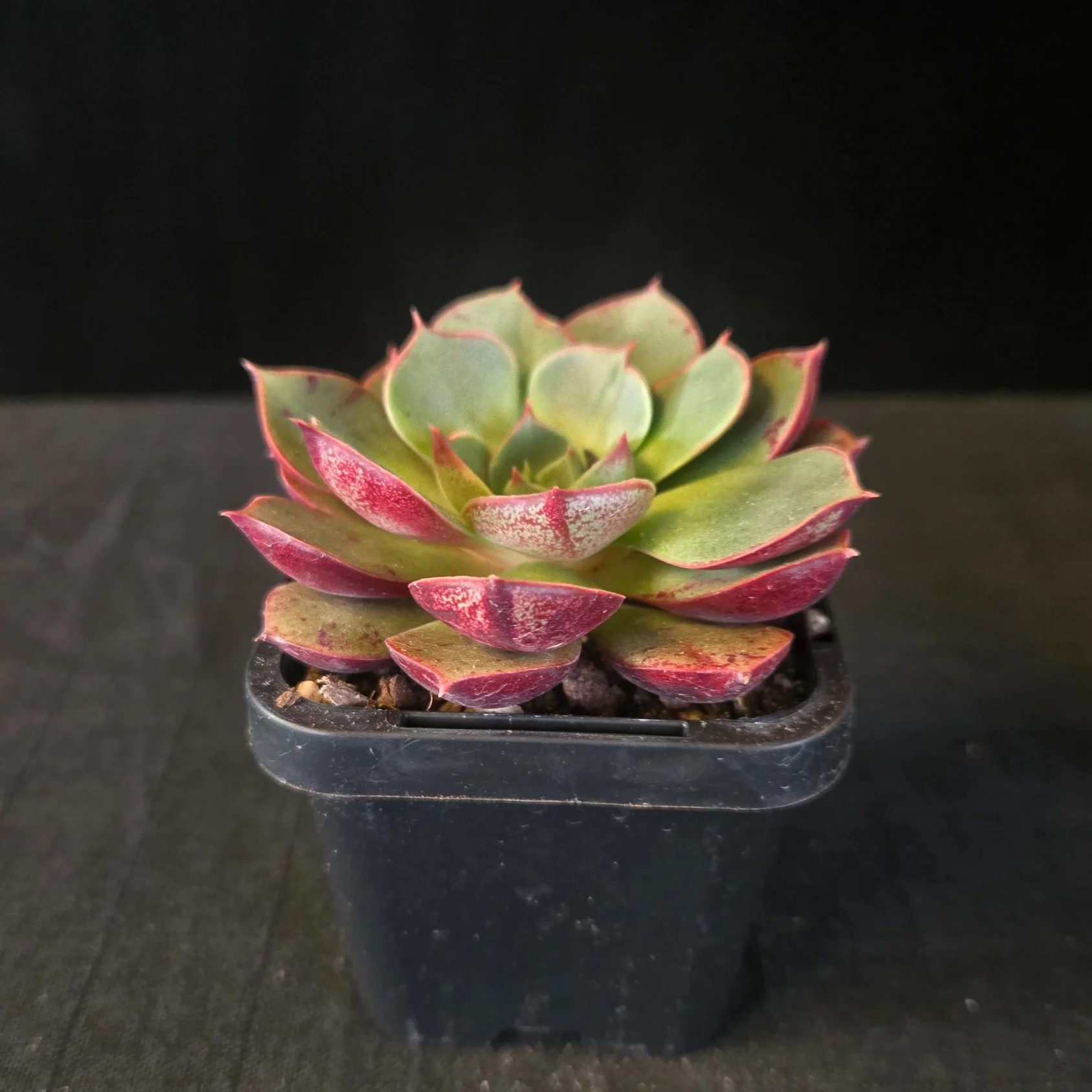 Echeveria 'Astarensis' - Image 7