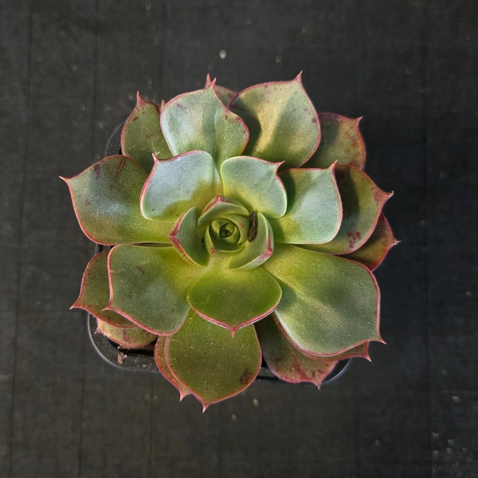 Echeveria 'Astarensis' - Image 8