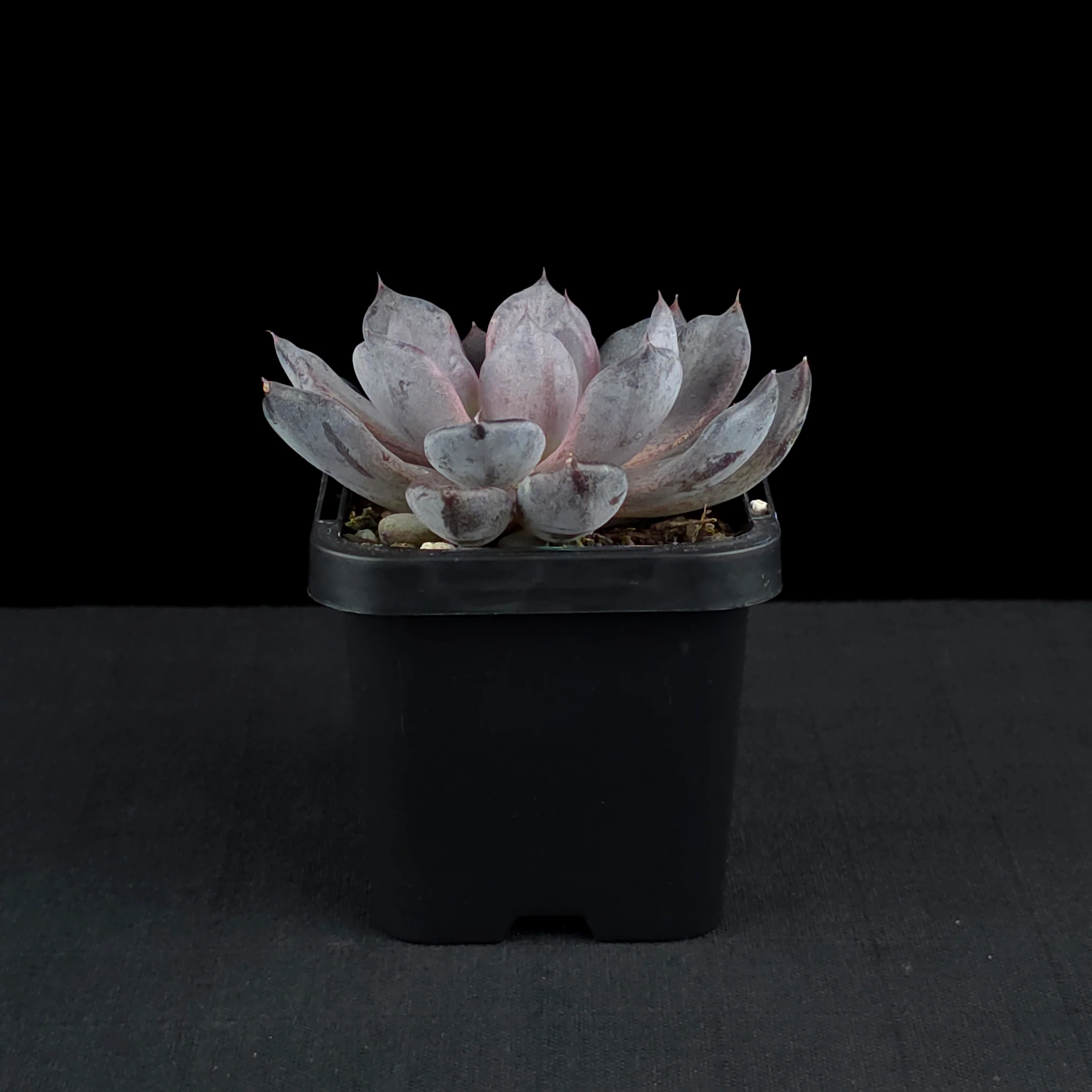 Echeveria 'Black Pearl' - Image 2