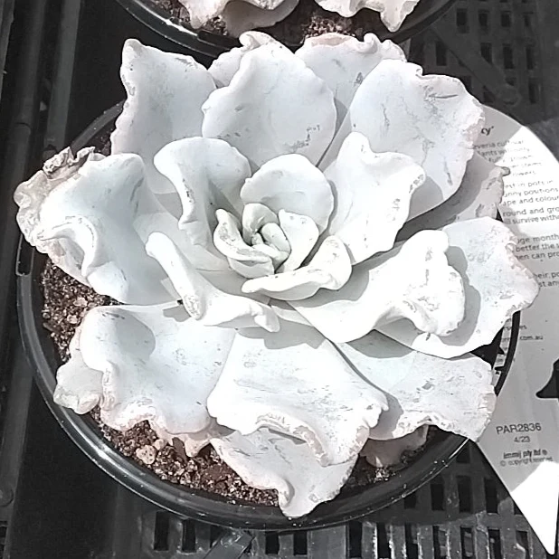 Echeveria 'Crispate Beauty' - Image 3