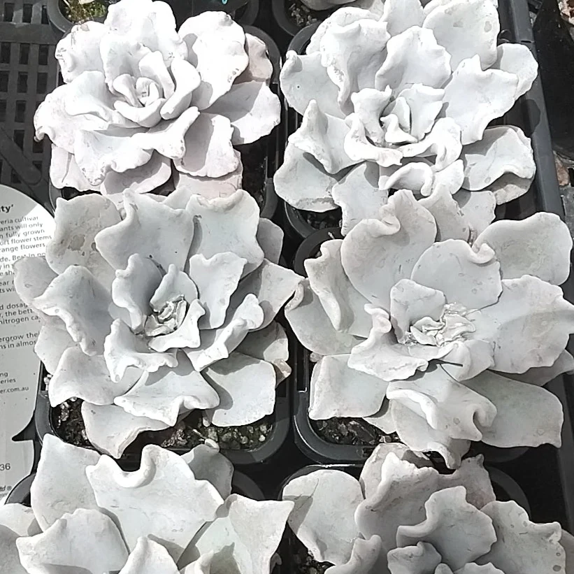 Echeveria 'Crispate Beauty' - Image 4