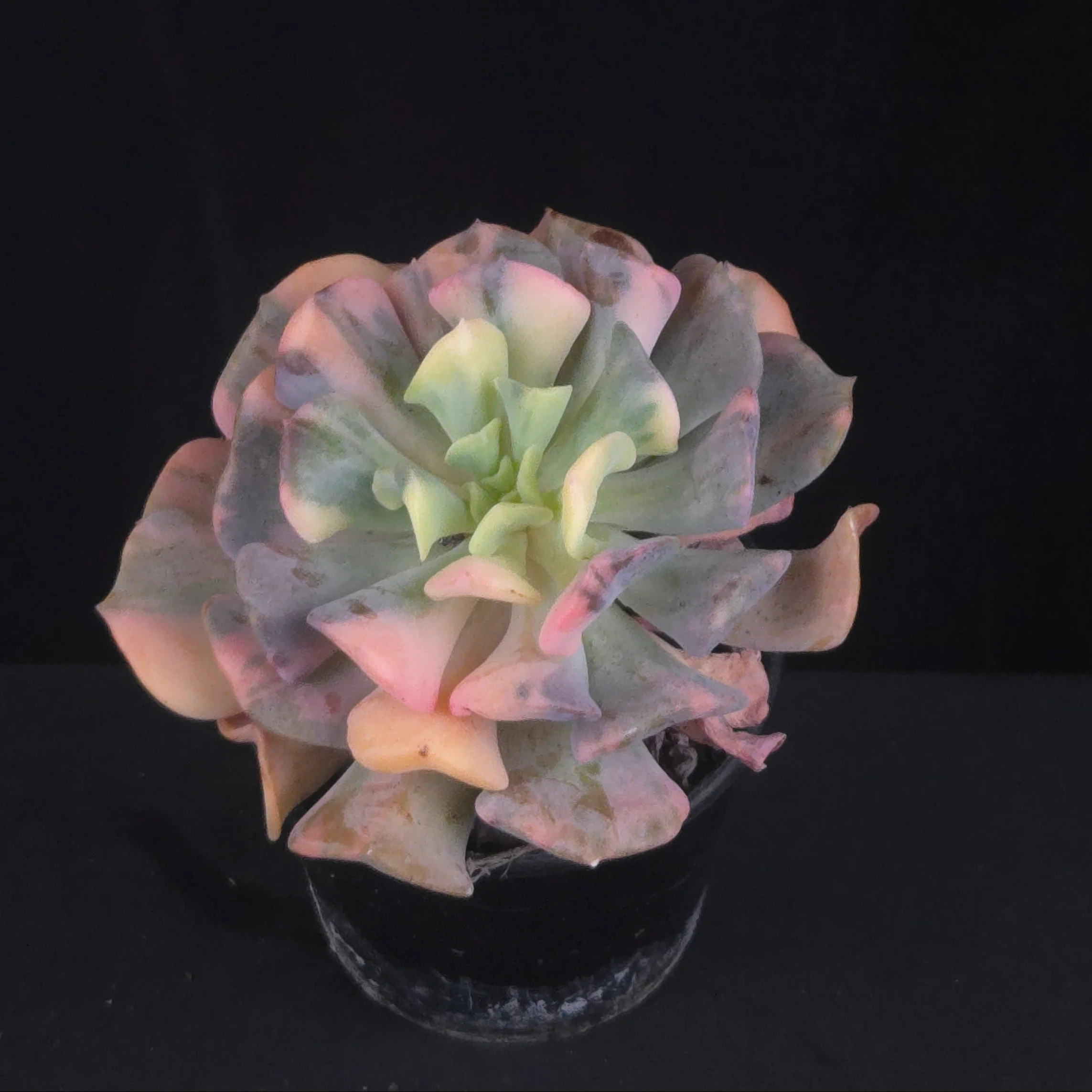 Echeveria 'Cubic Frost Variegata' - Image 2