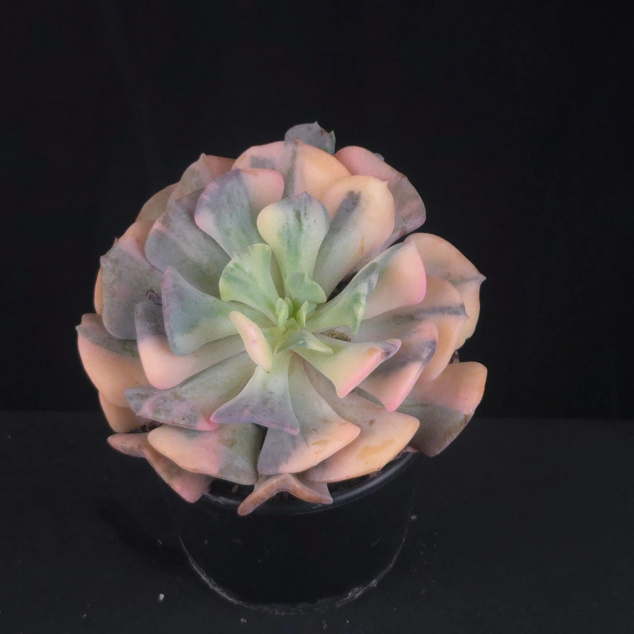 Echeveria 'Cubic Frost Variegata' - Image 3