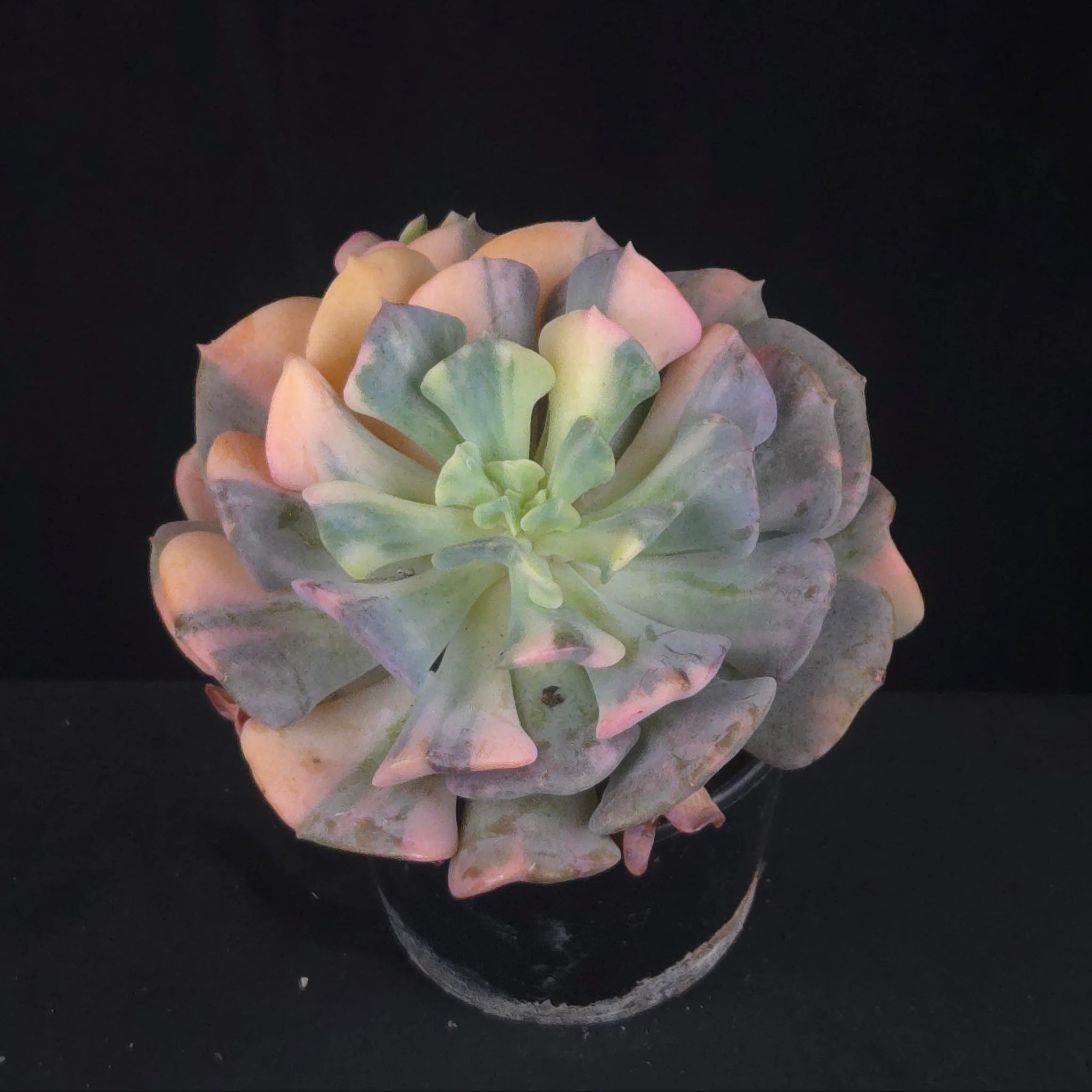 Echeveria 'Cubic Frost Variegata' - Image 4