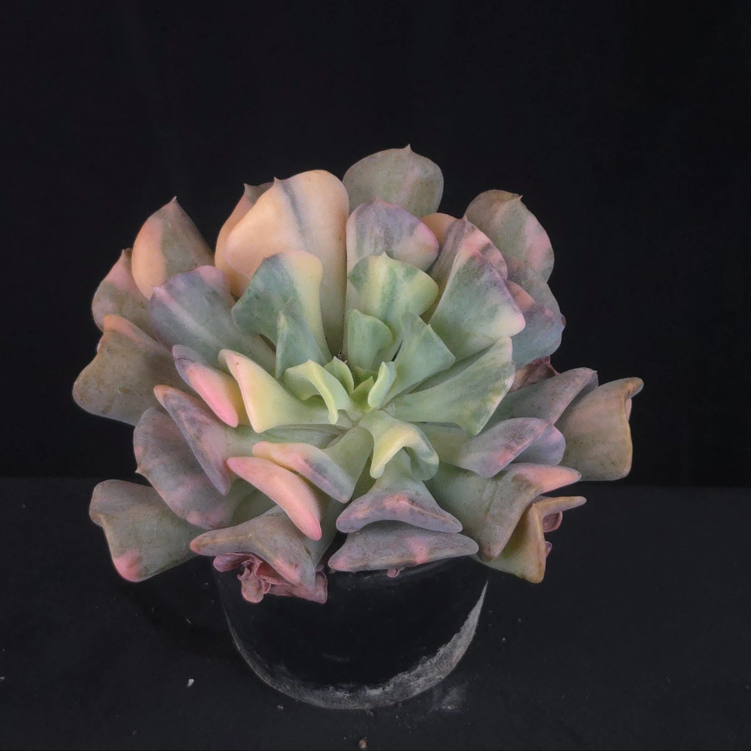 Echeveria 'Cubic Frost Variegata' - Image 5