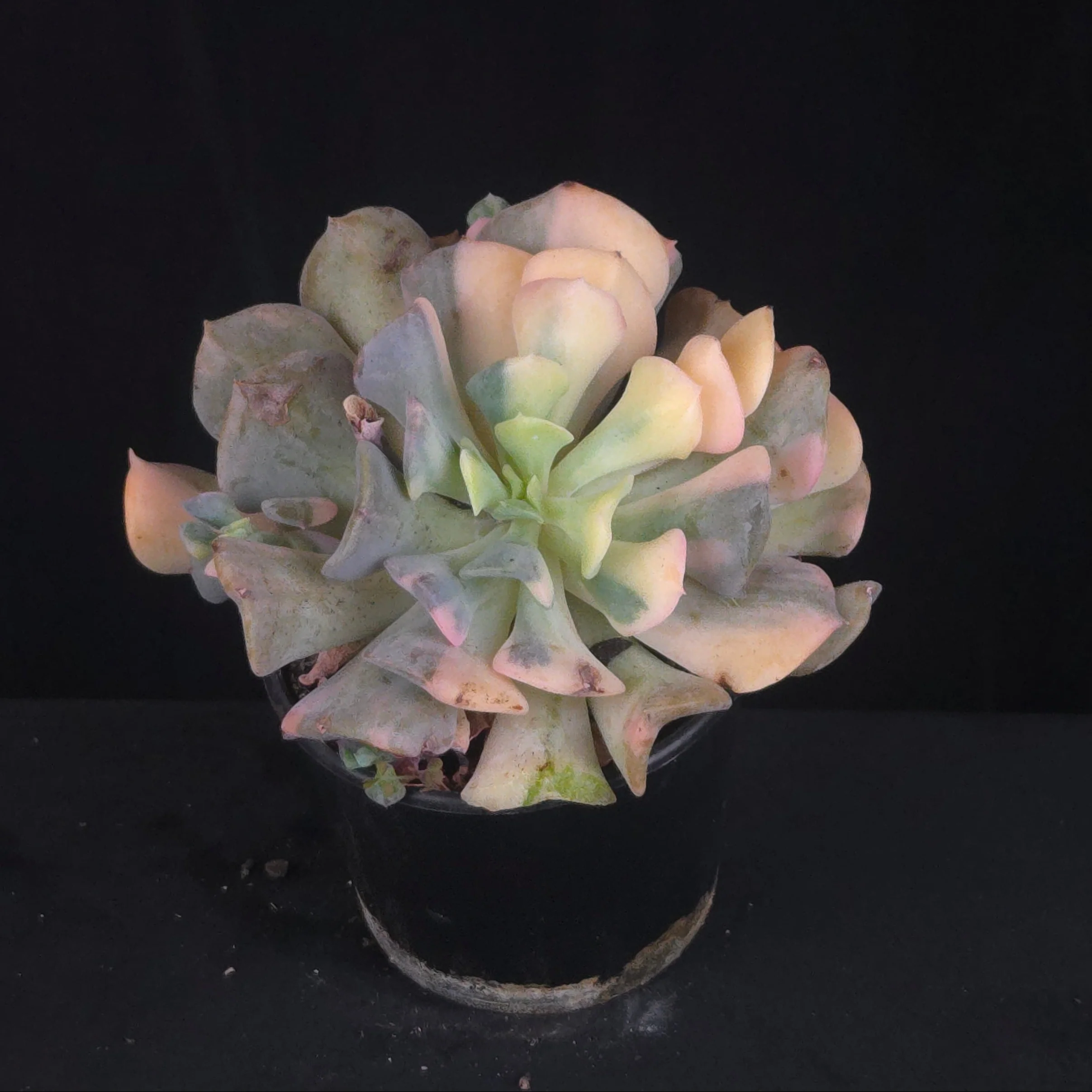 Echeveria 'Cubic Frost Variegata' - Image 6