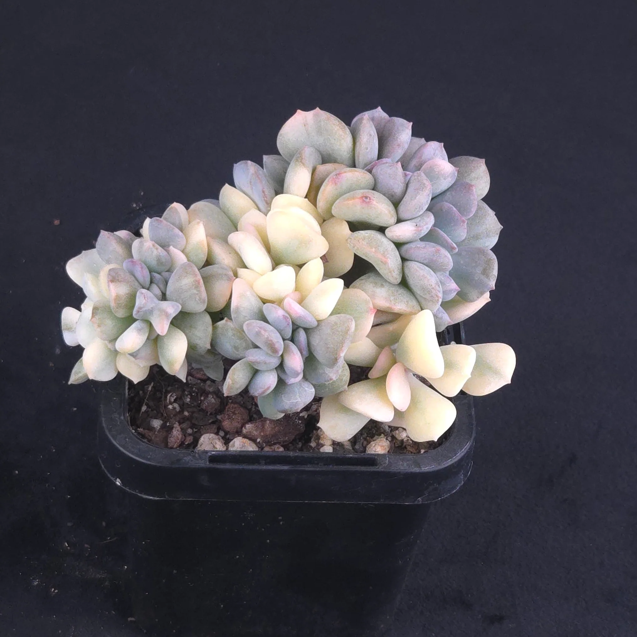Echeveria 'Cubic Frost' - Variegated Crested Form - Image 2