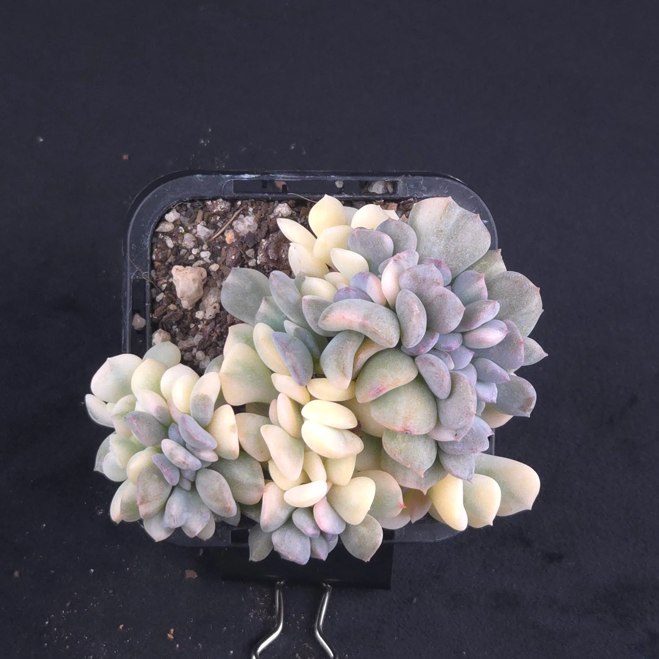 Echeveria 'Cubic Frost' - Variegated Crested Form - Image 3