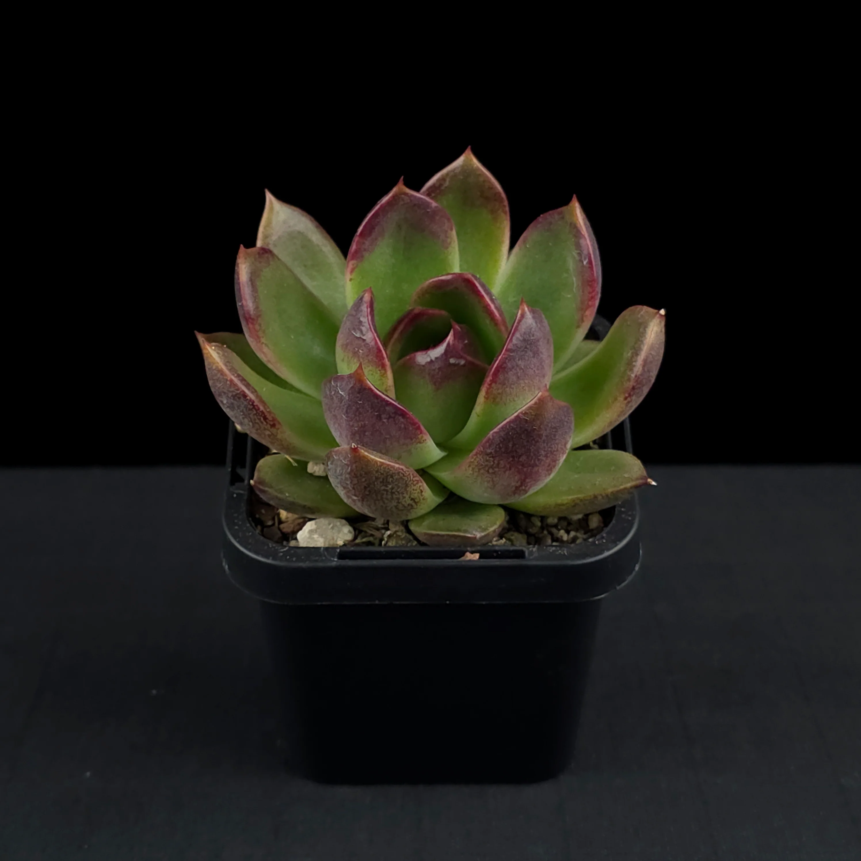 Echeveria 'Demon Eye' - Image 3