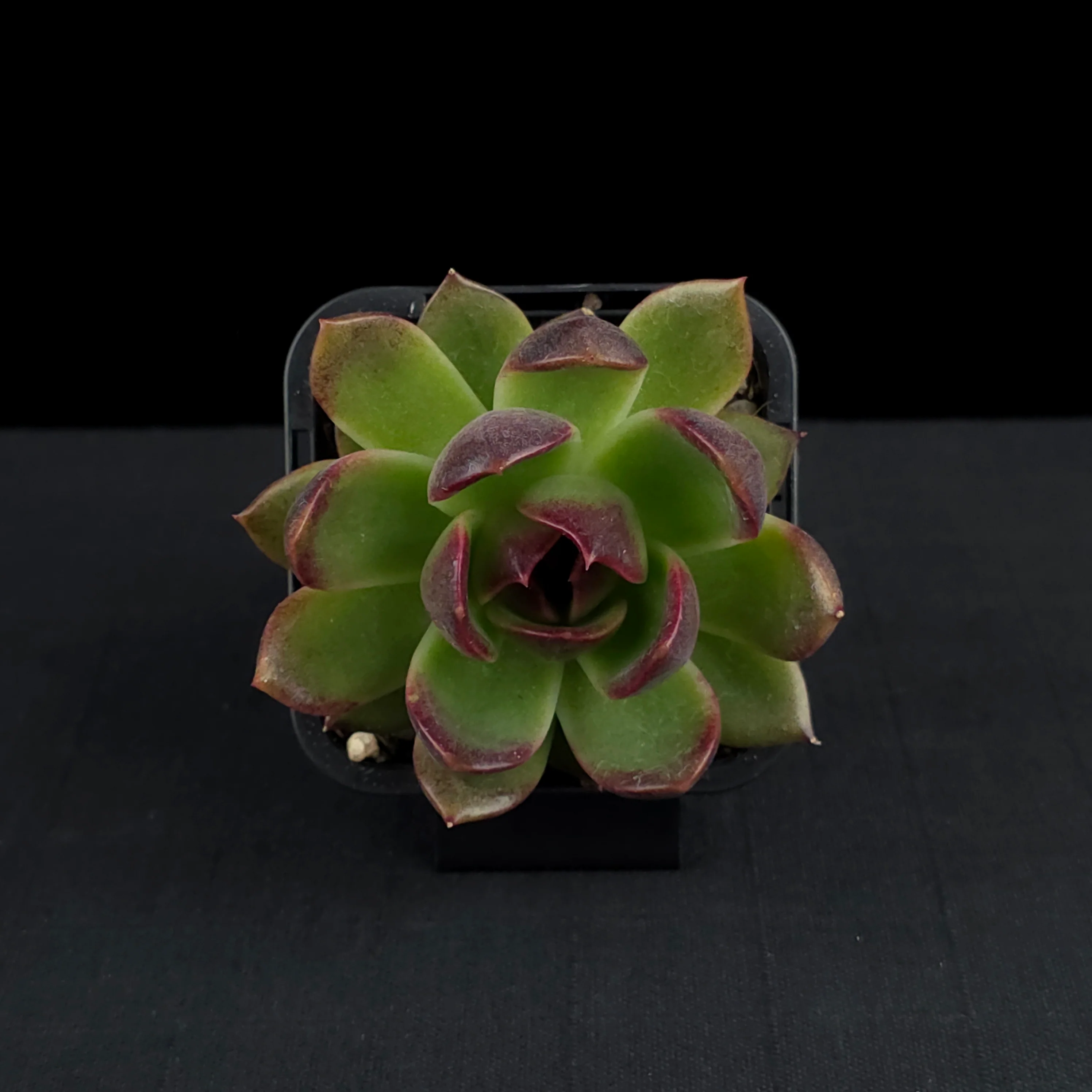 Echeveria 'Demon Eye' - Image 4