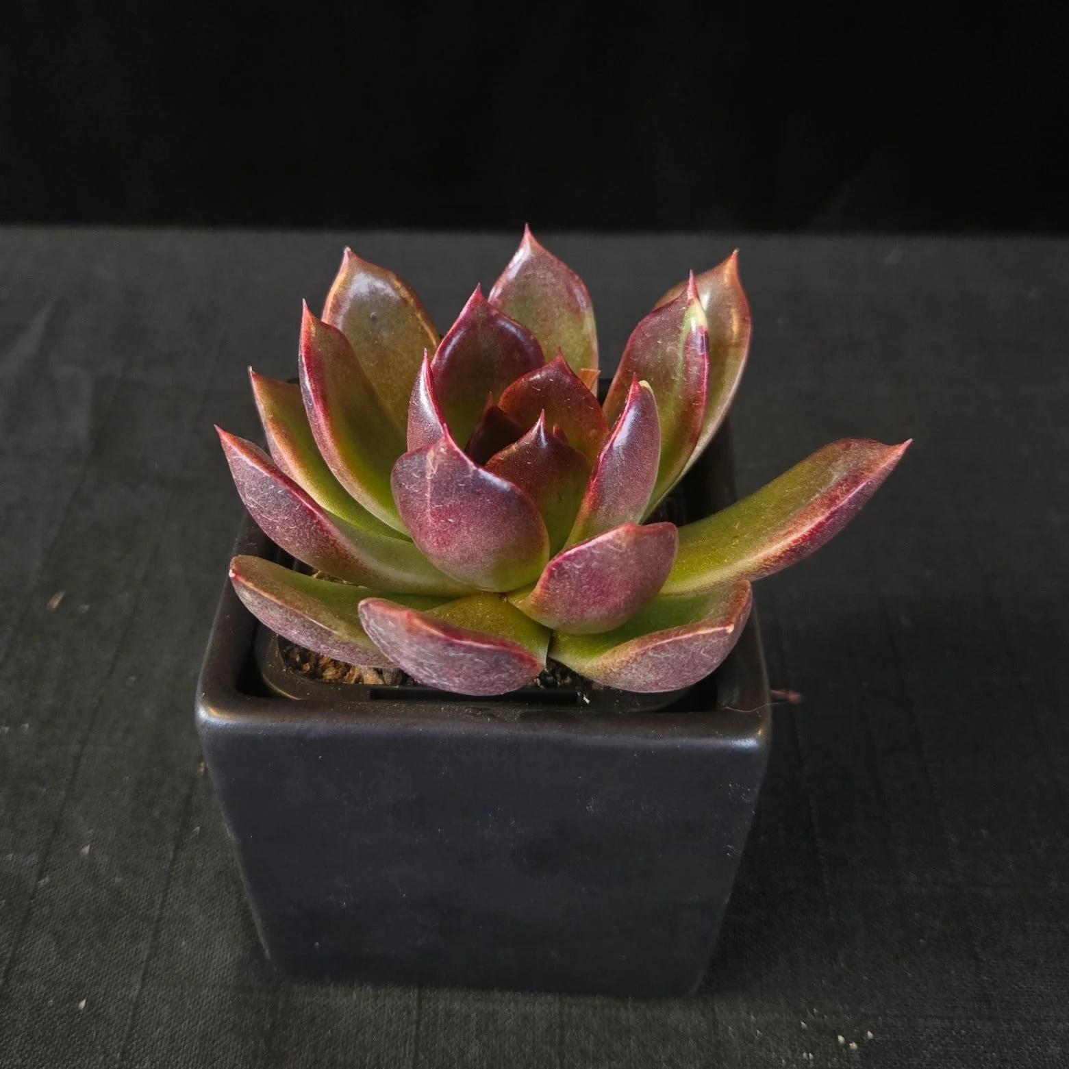Echeveria 'Demon Eye' - Image 5