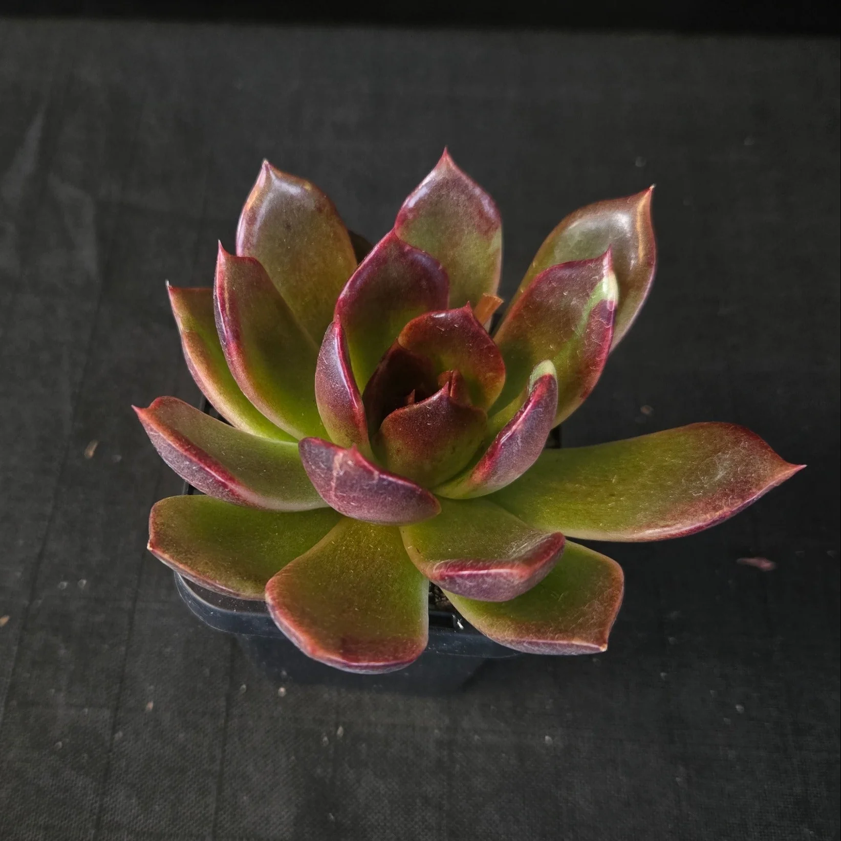 Echeveria 'Demon Eye' - Image 6