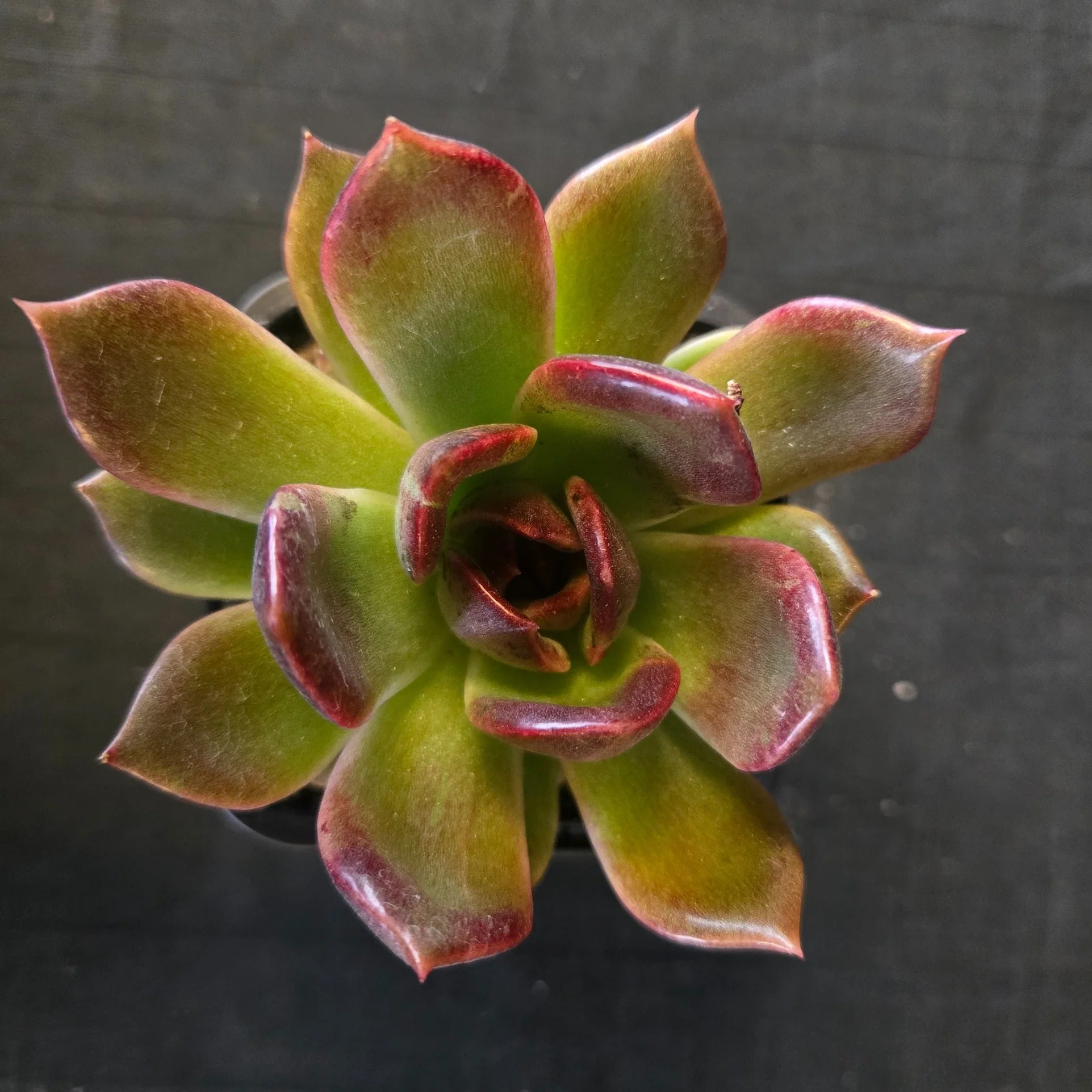Echeveria 'Demon Eye' - Image 7