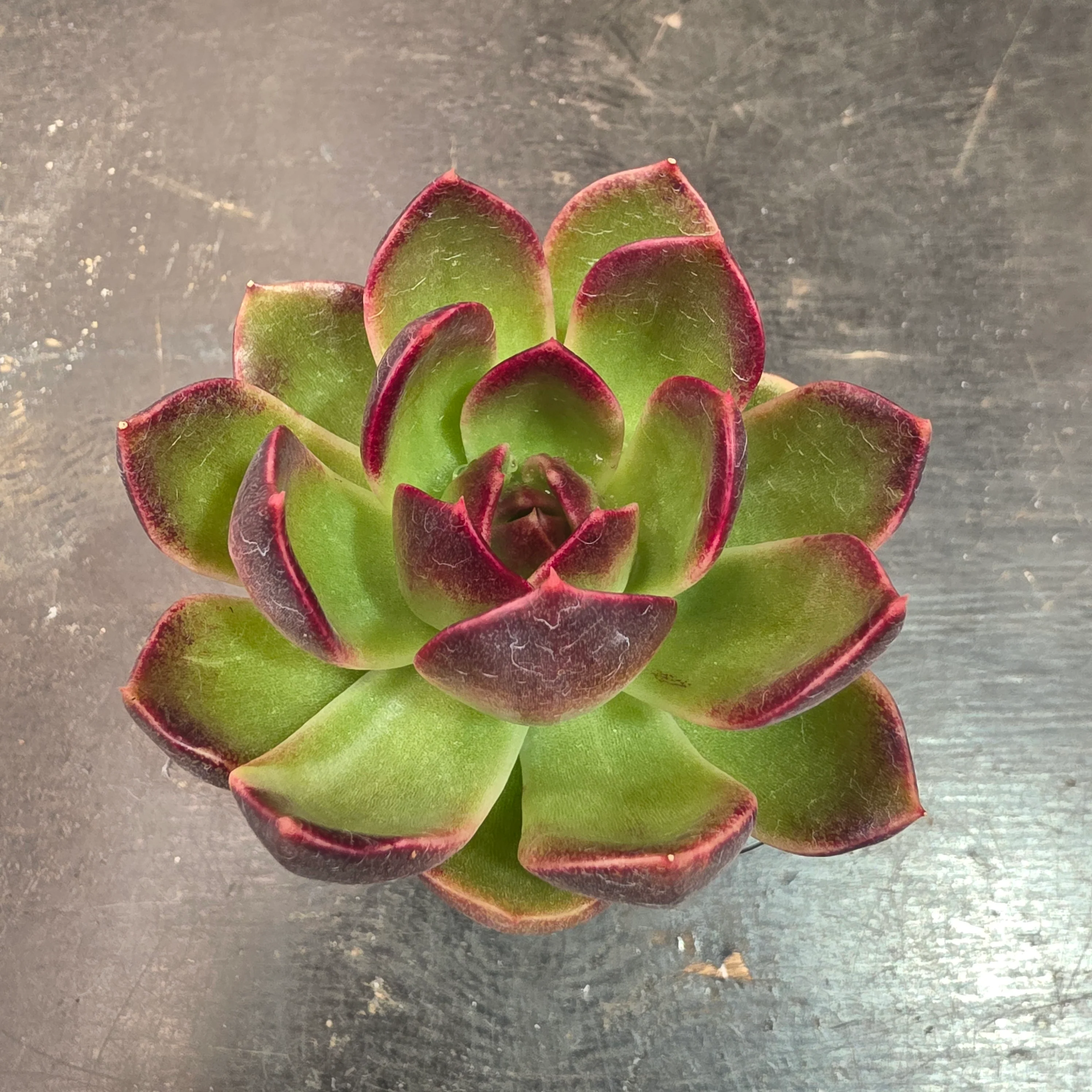Echeveria 'Demon Eye' - Image 8