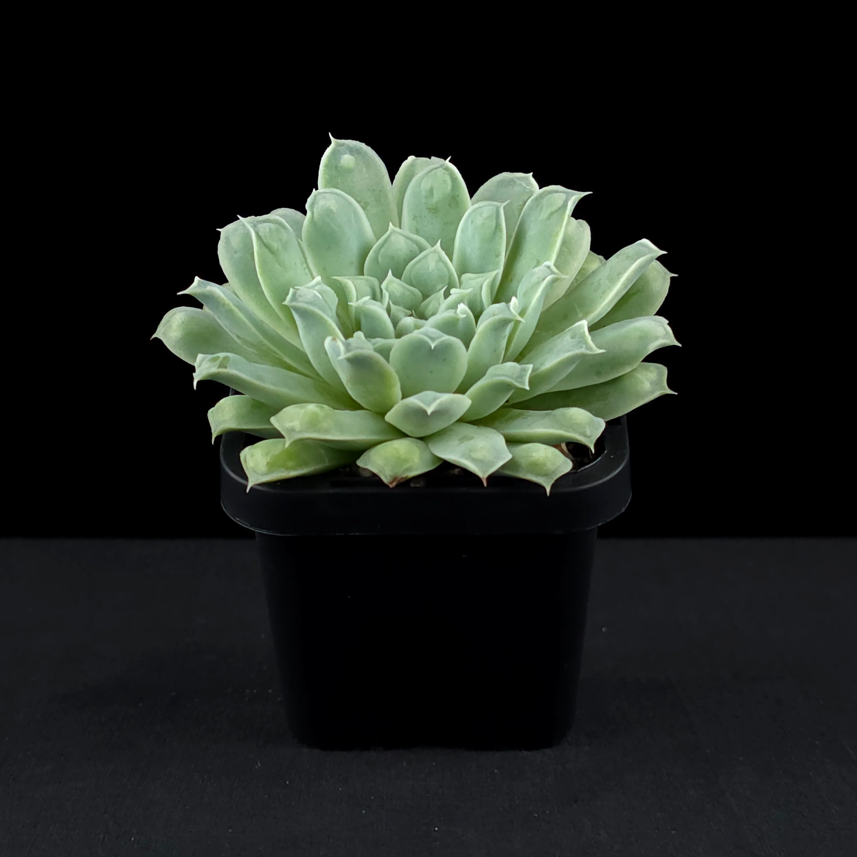 Echeveria 'Hearts Choice' - Image 3