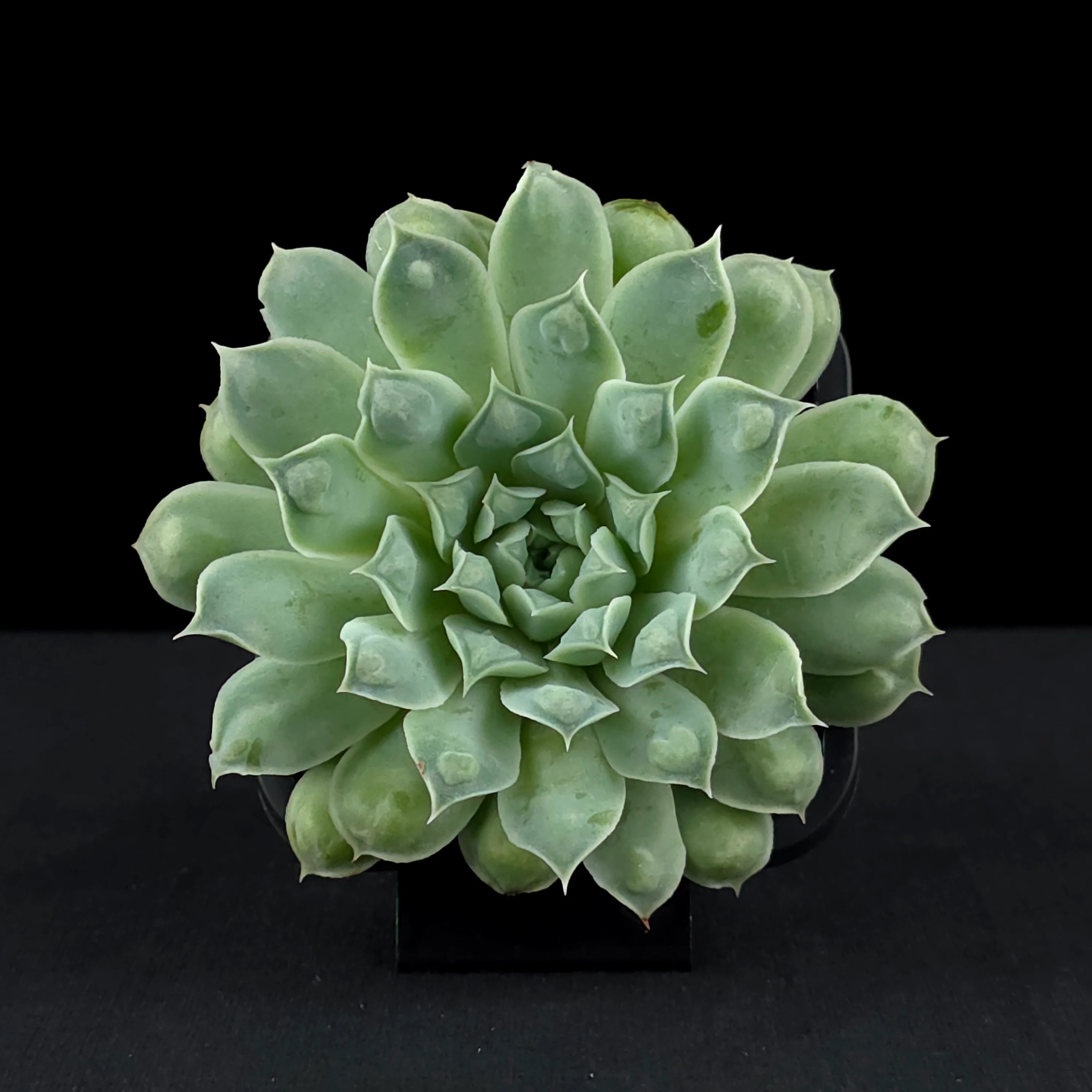 Echeveria 'Hearts Choice' - Image 4