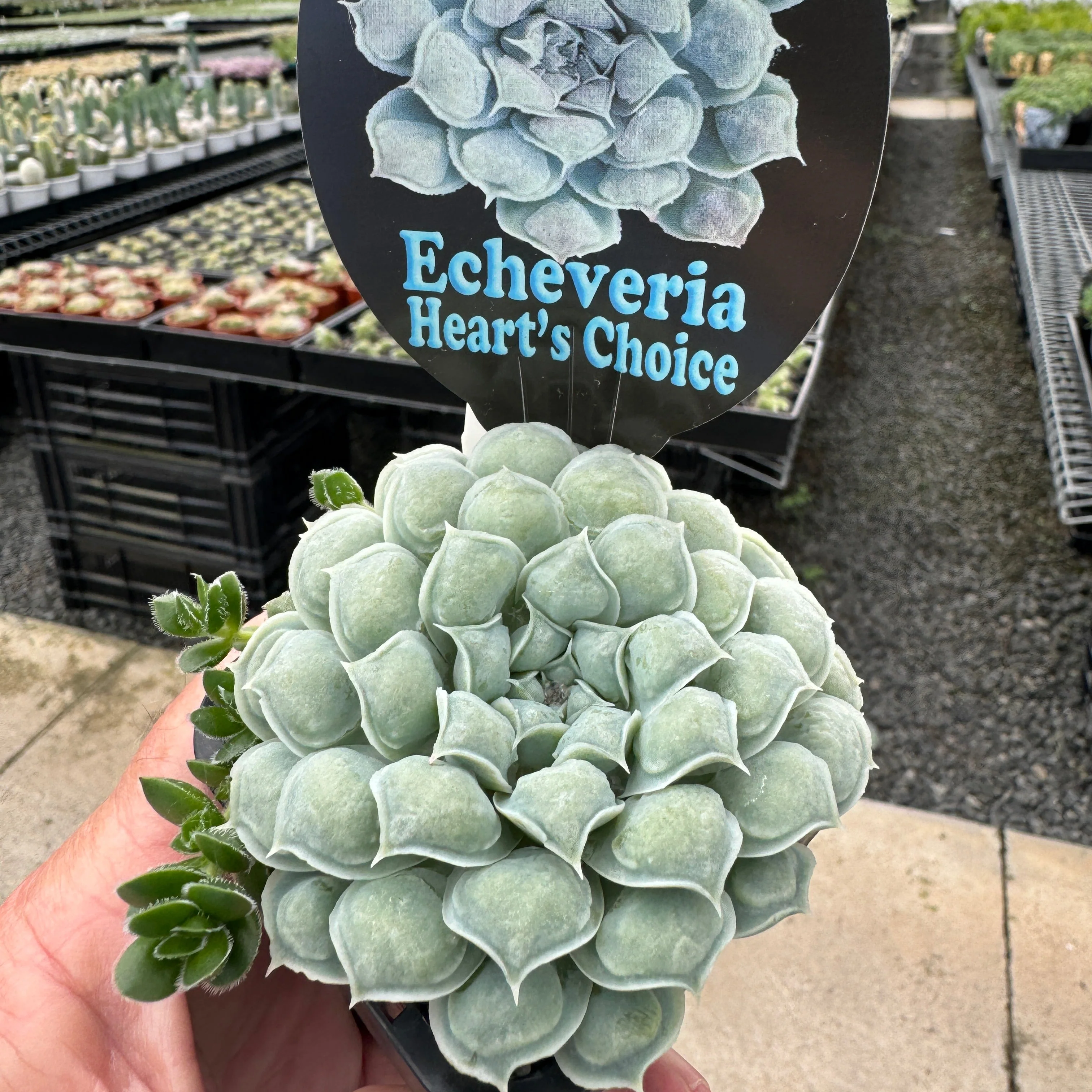 Echeveria 'Hearts Choice' - Image 5