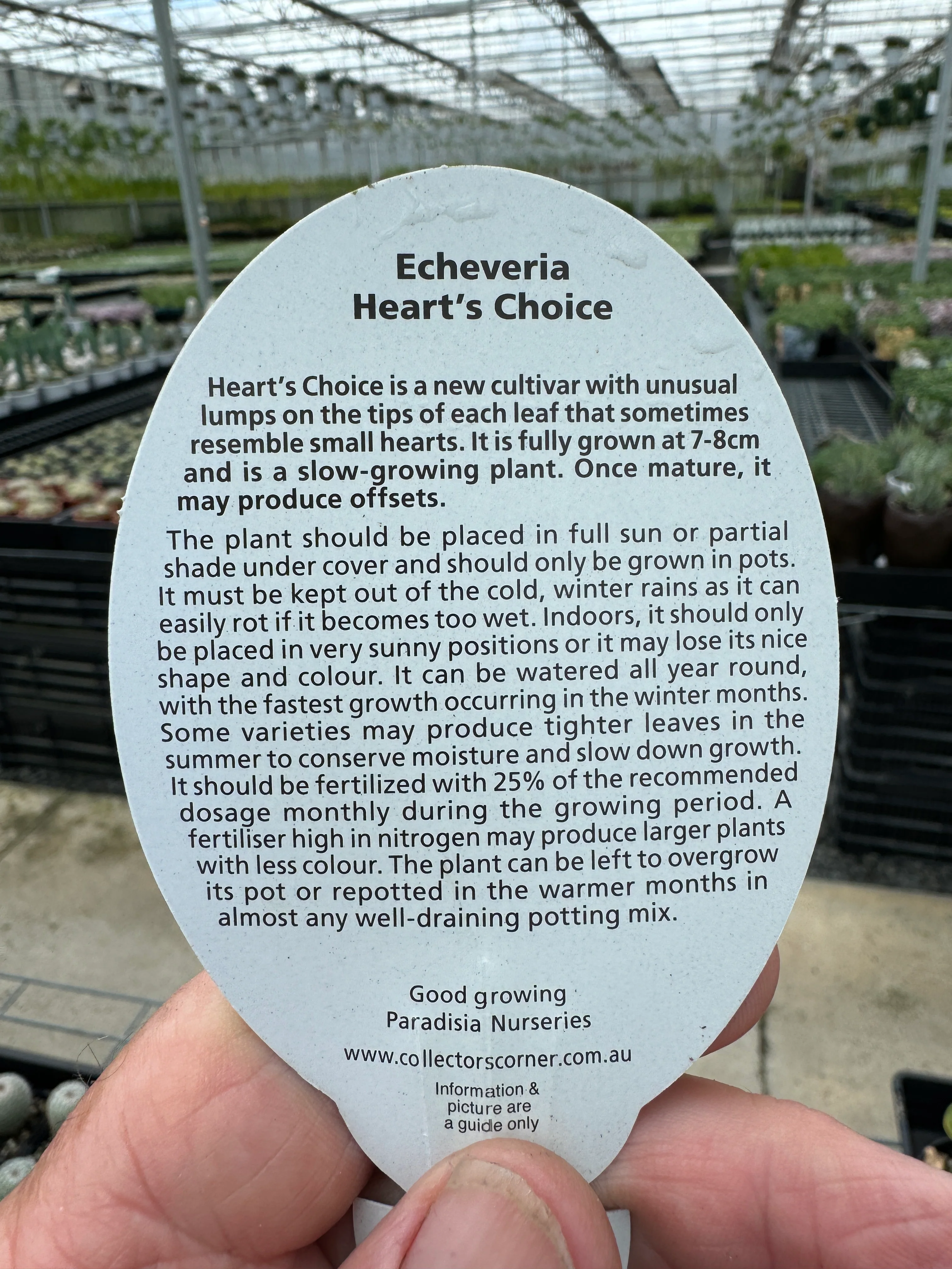 Echeveria 'Hearts Choice' - Image 6
