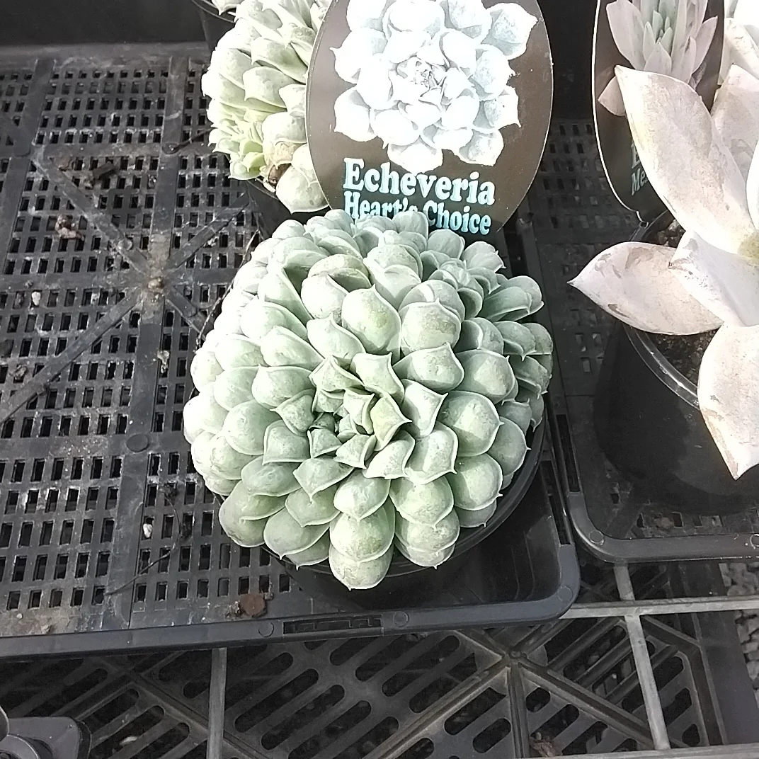 Echeveria 'Hearts Choice' - Image 7