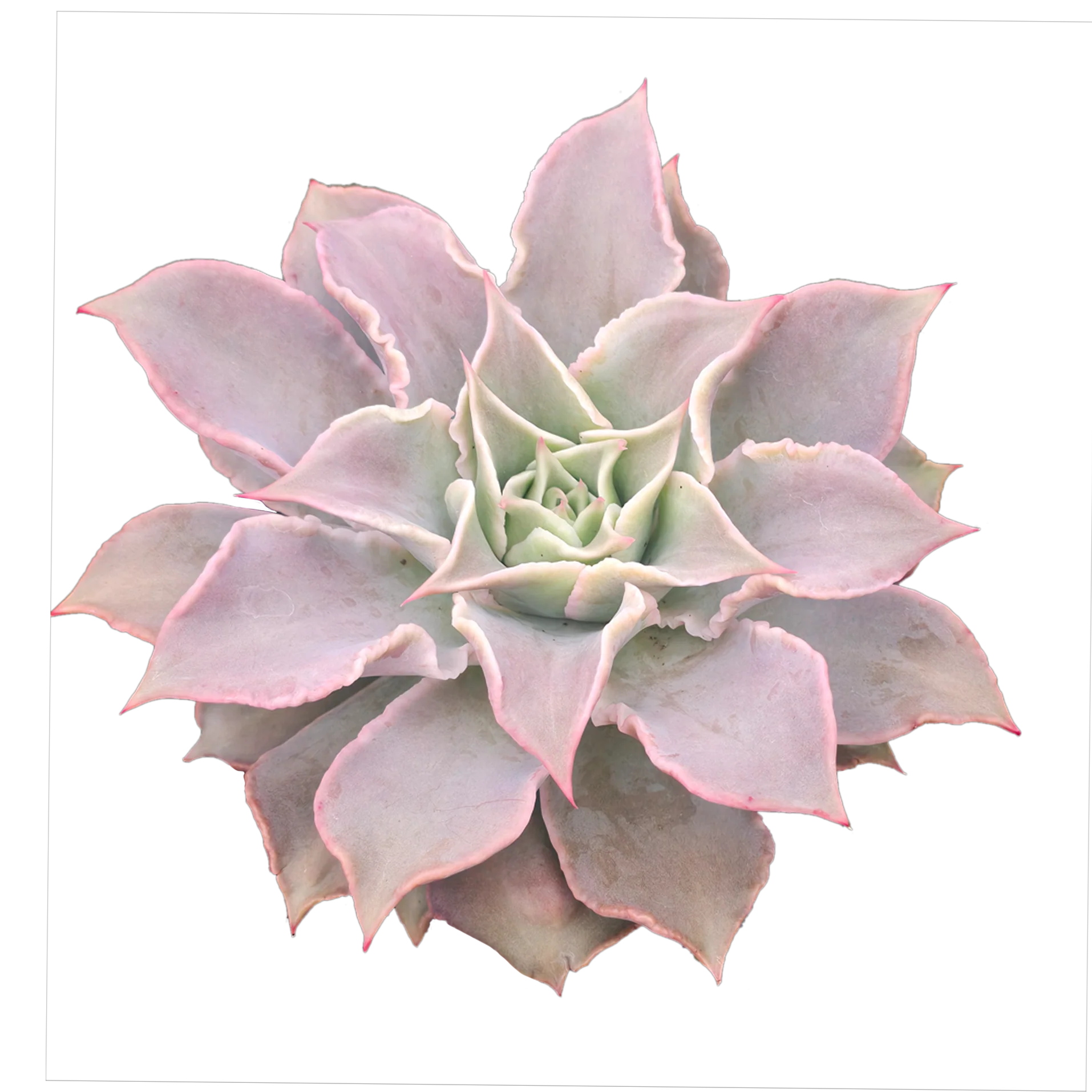 Echeveria 'Madiba'