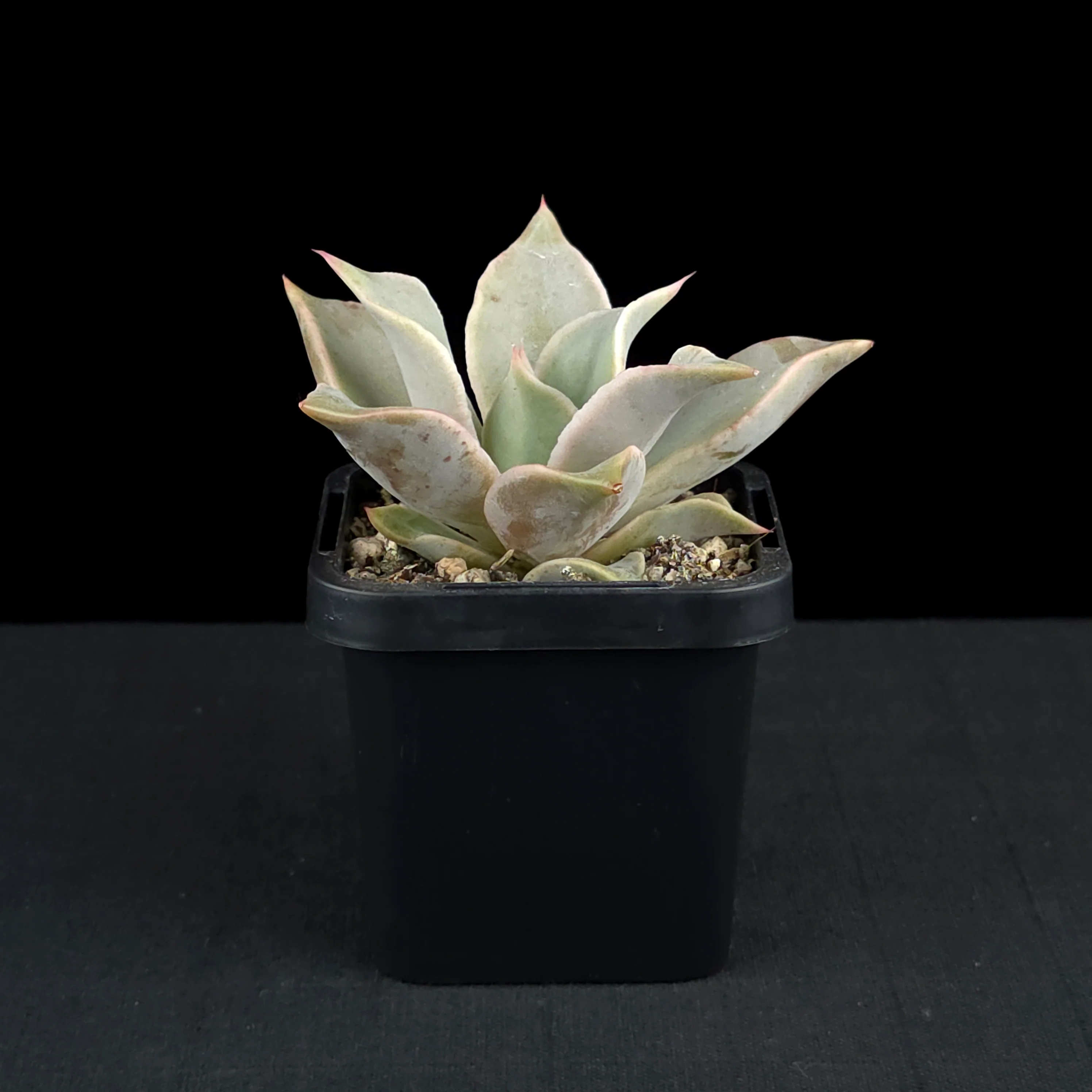 Echeveria 'Madiba' - Image 2