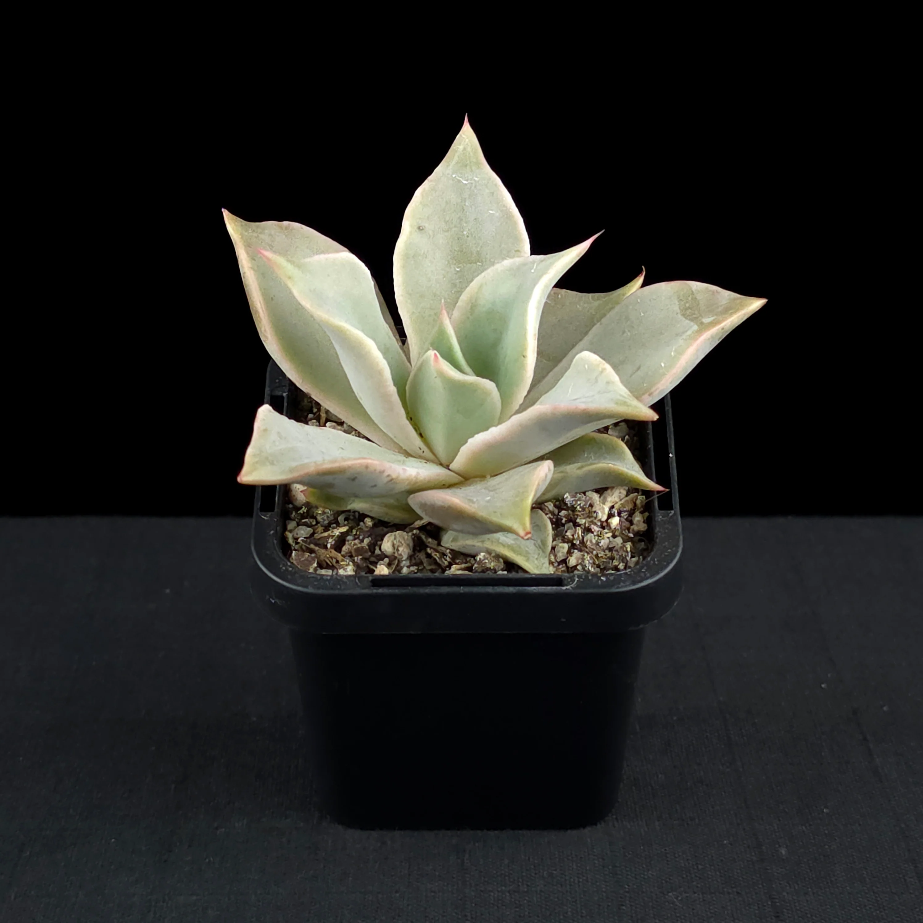 Echeveria 'Madiba' - Image 3