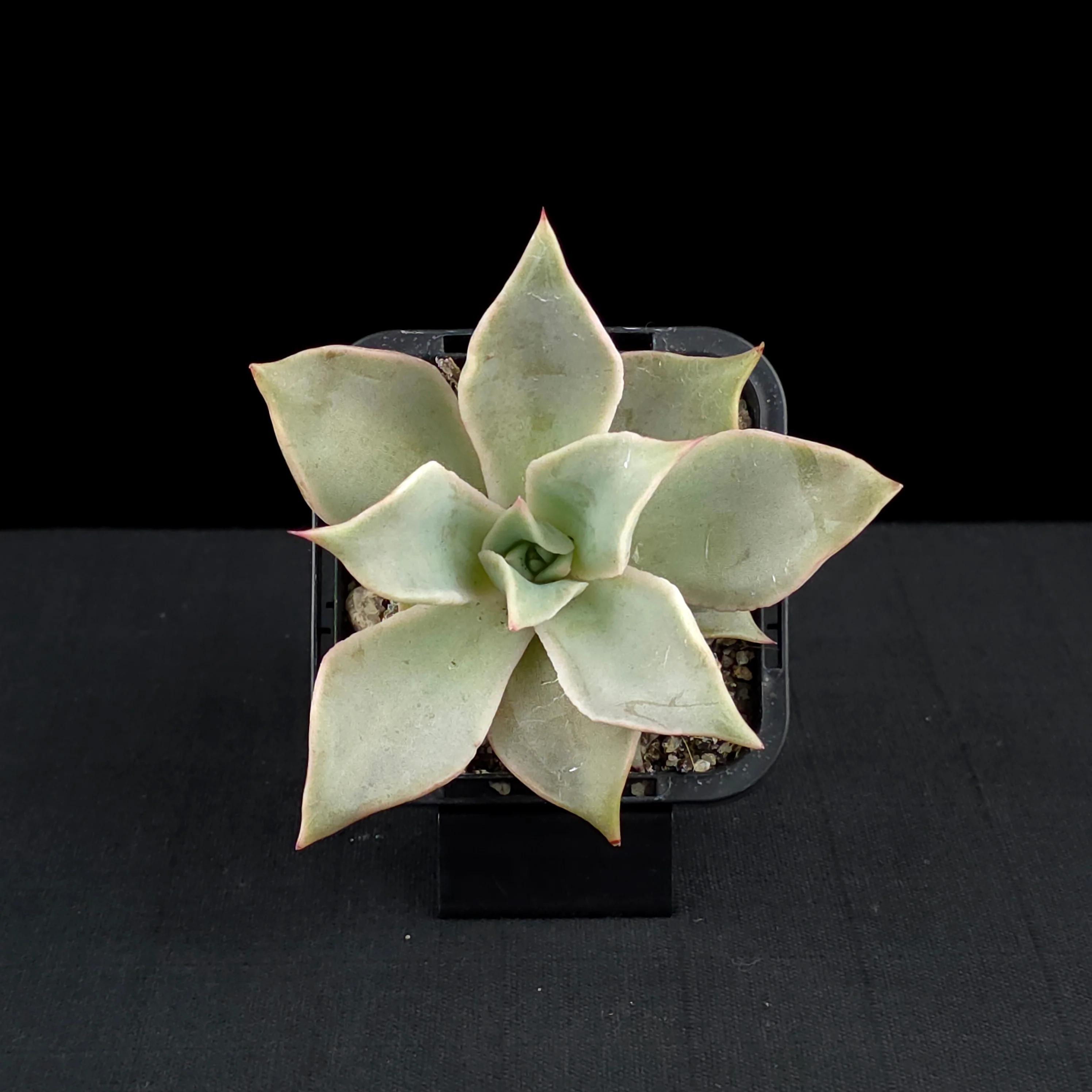 Echeveria 'Madiba' - Image 4