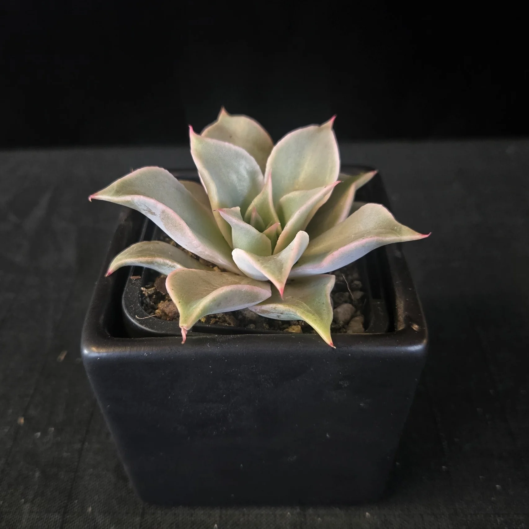 Echeveria 'Madiba' - Image 5