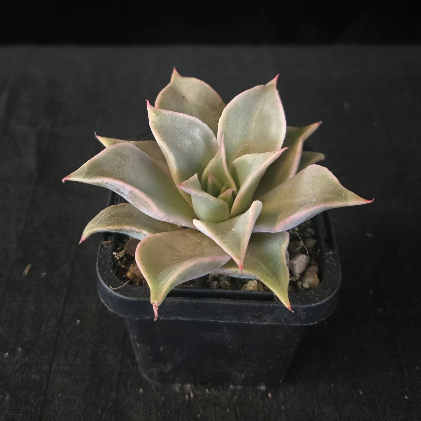 Echeveria 'Madiba' - Image 6