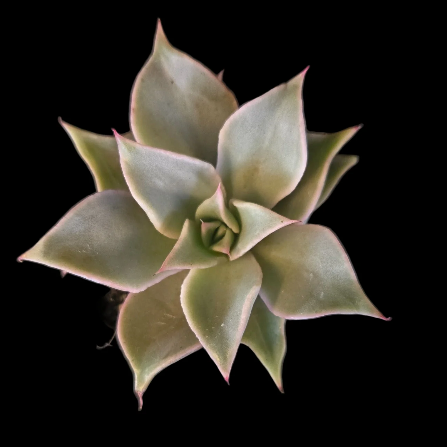 Echeveria 'Madiba' - Image 7