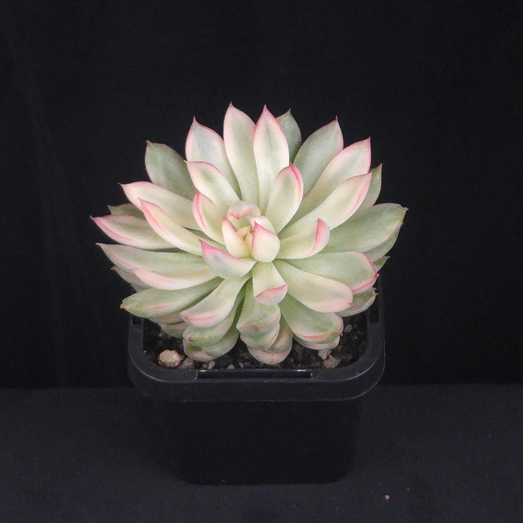 Echeveria 'Membina' Variegated
