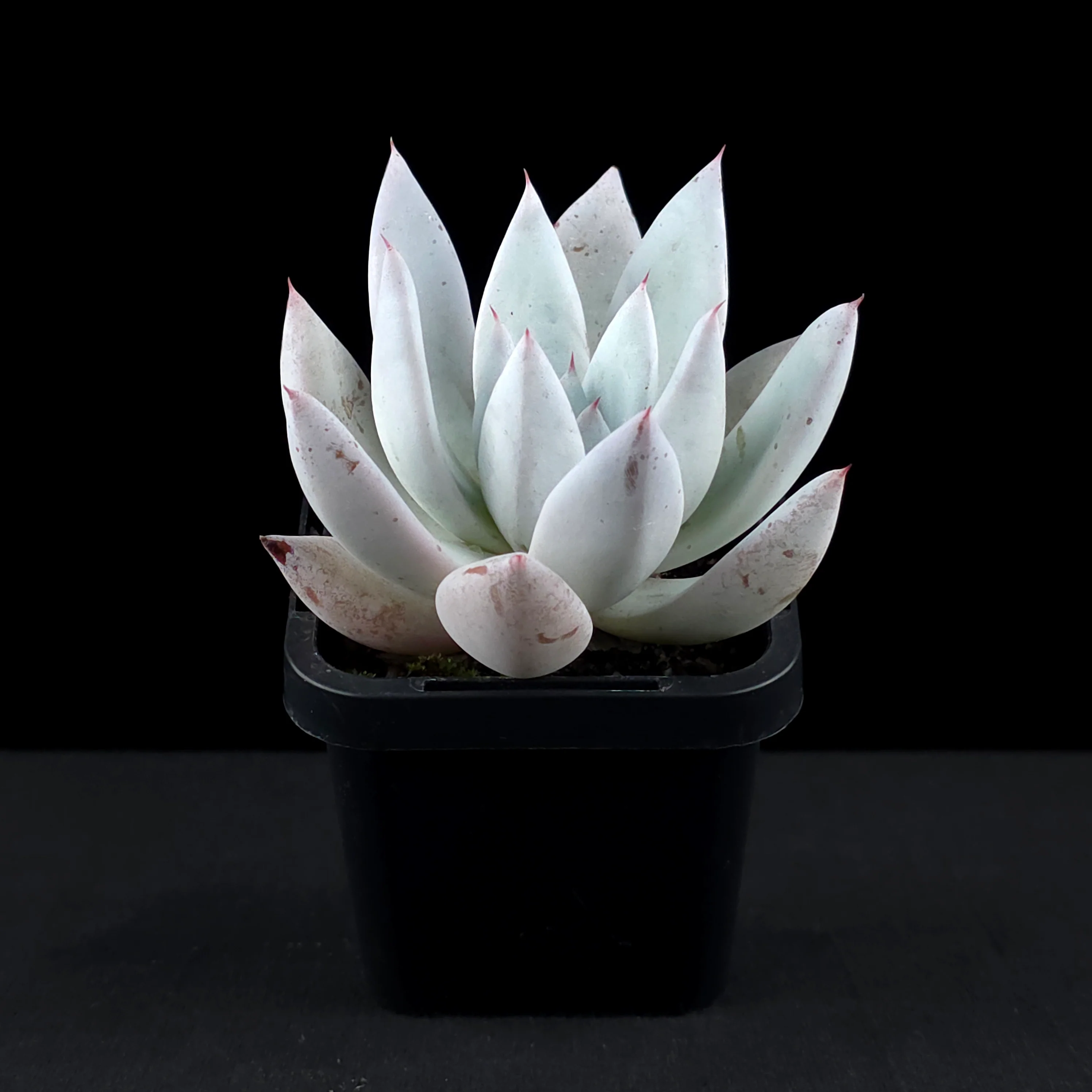 Echeveria 'Mexican Giant' - Image 3