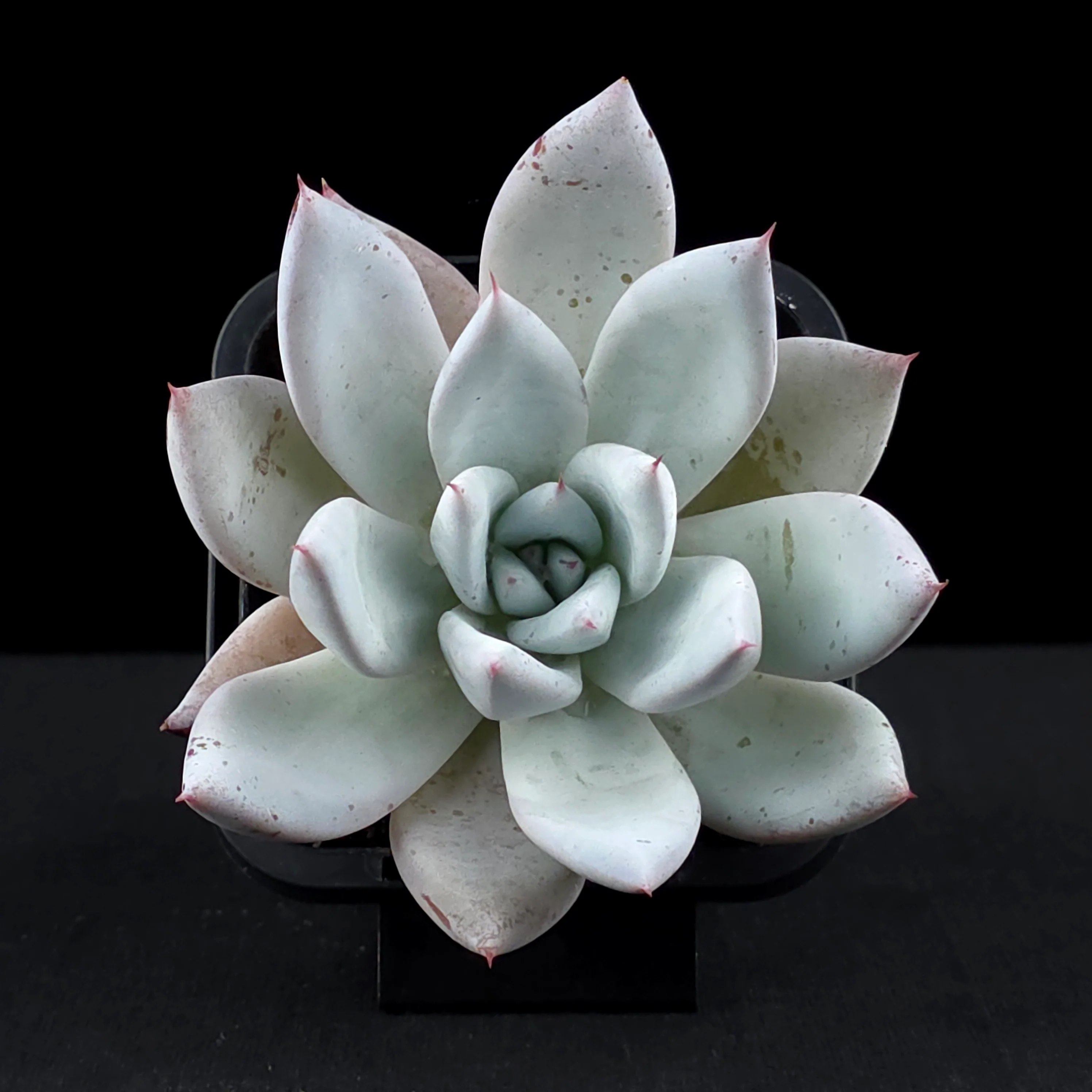 Echeveria 'Mexican Giant' - Image 4