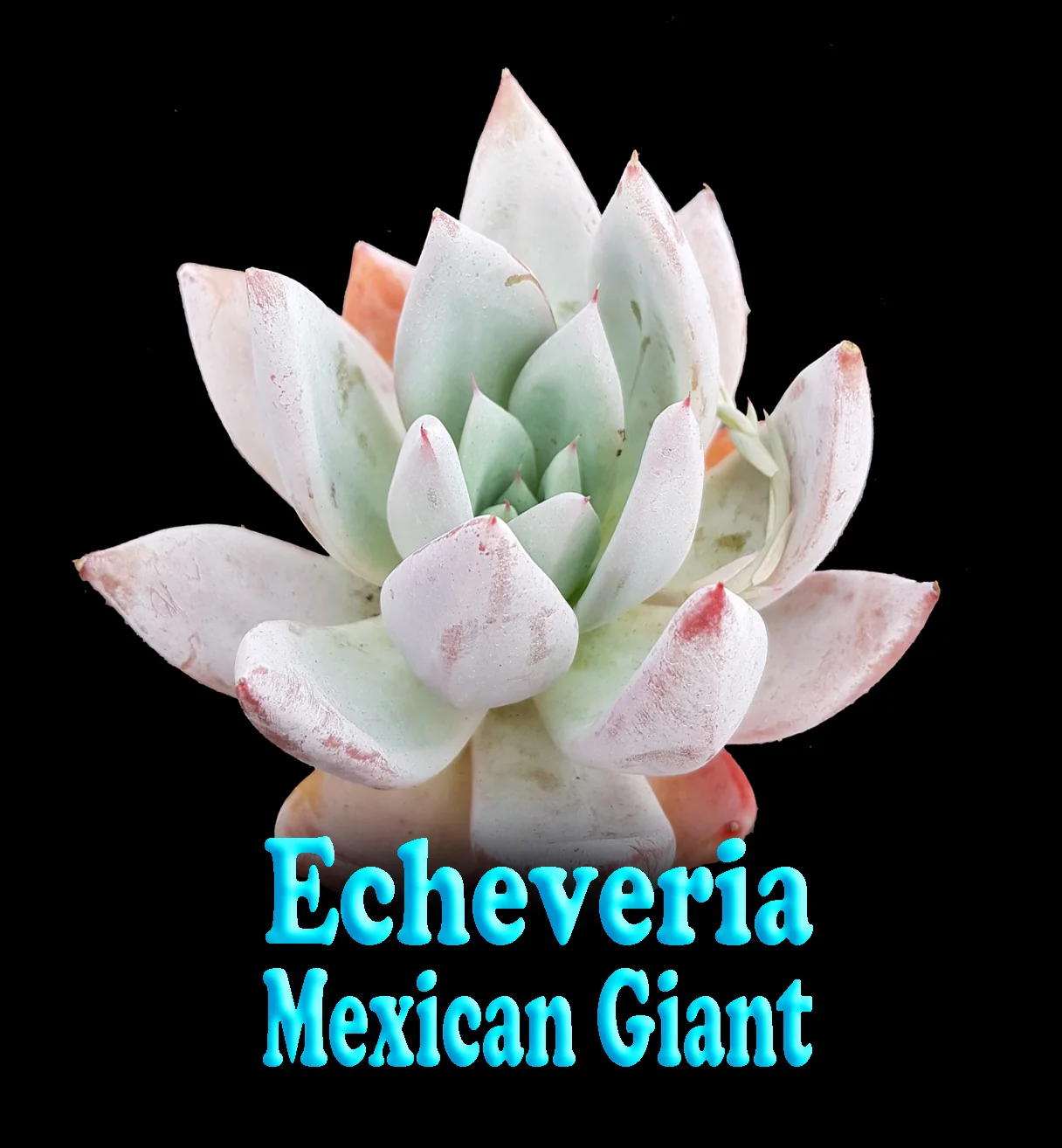 Echeveria 'Mexican Giant' - Image 5