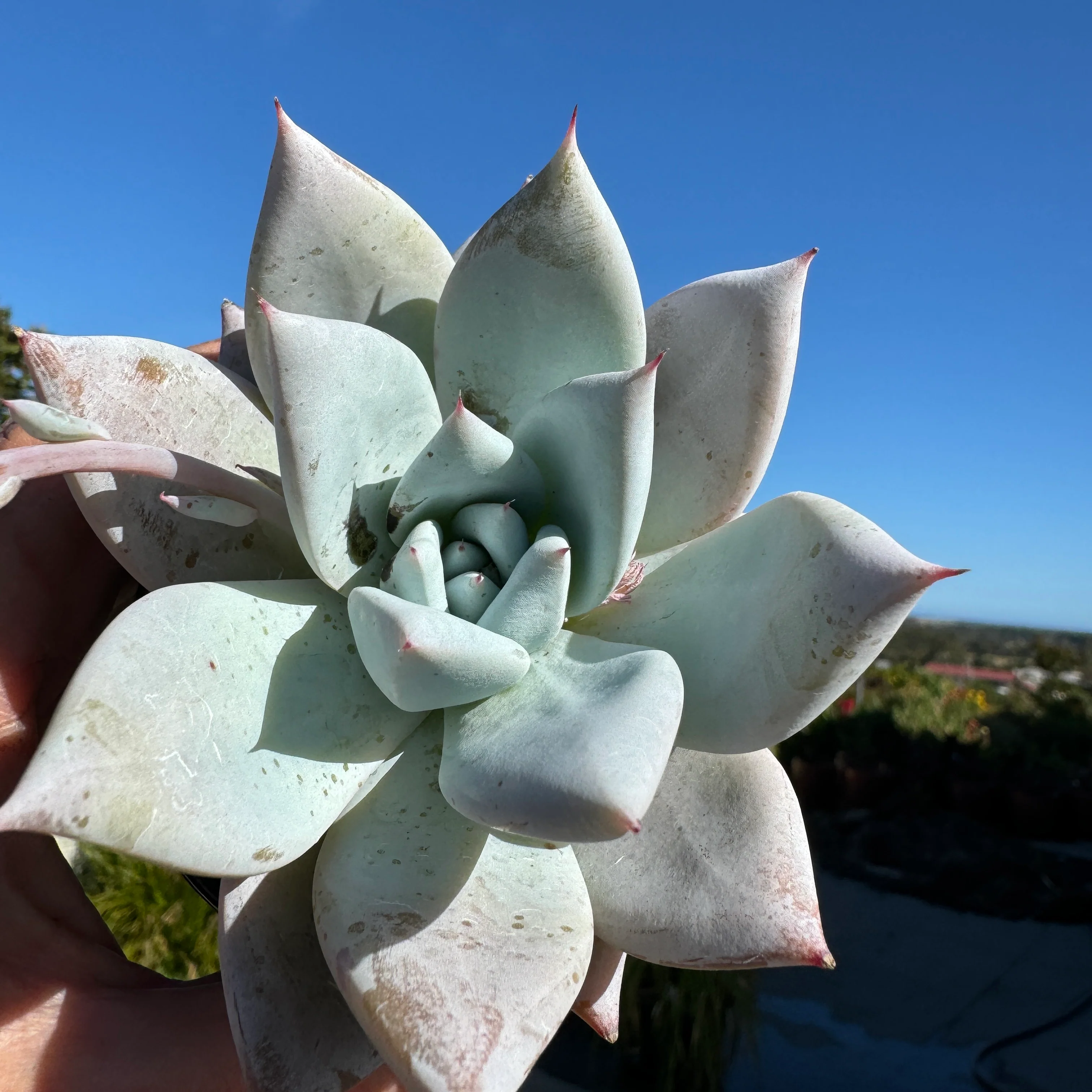 Echeveria 'Mexican Giant' - Image 6