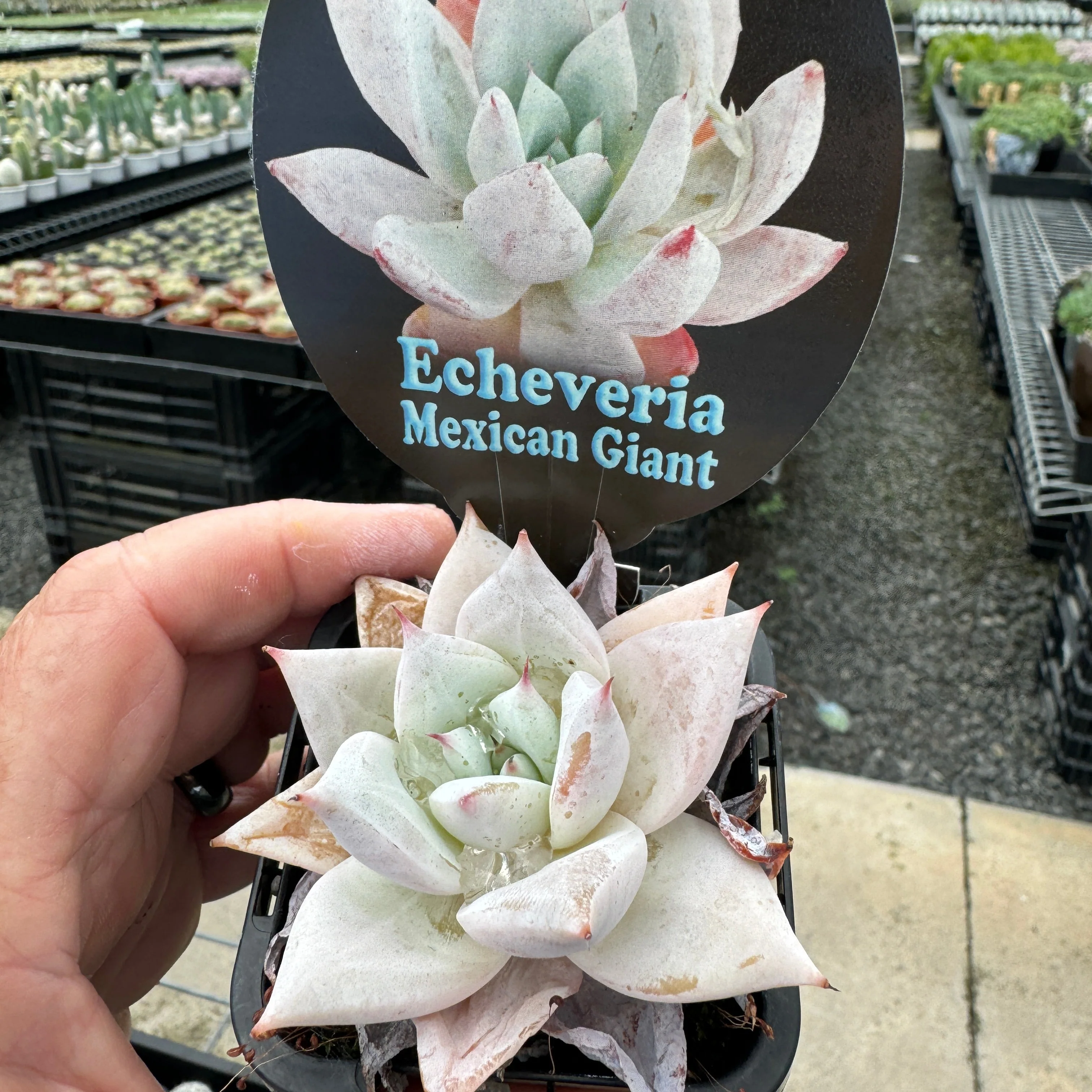 Echeveria 'Mexican Giant' - Image 7