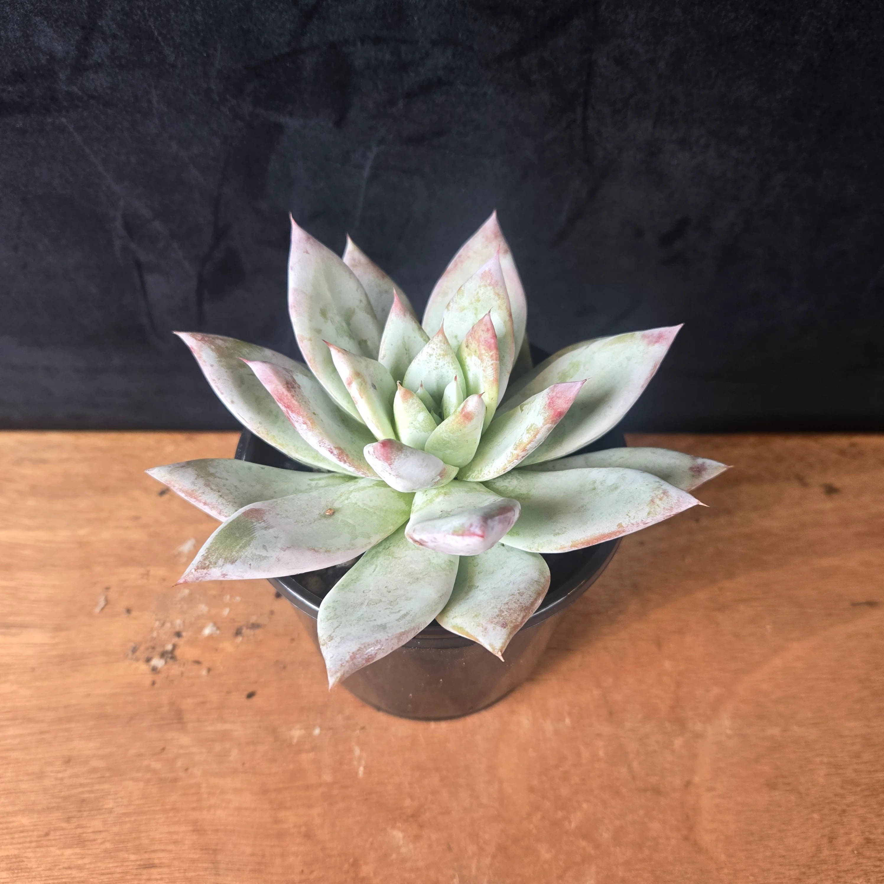 Echeveria 'Mexican Giant' - Image 8