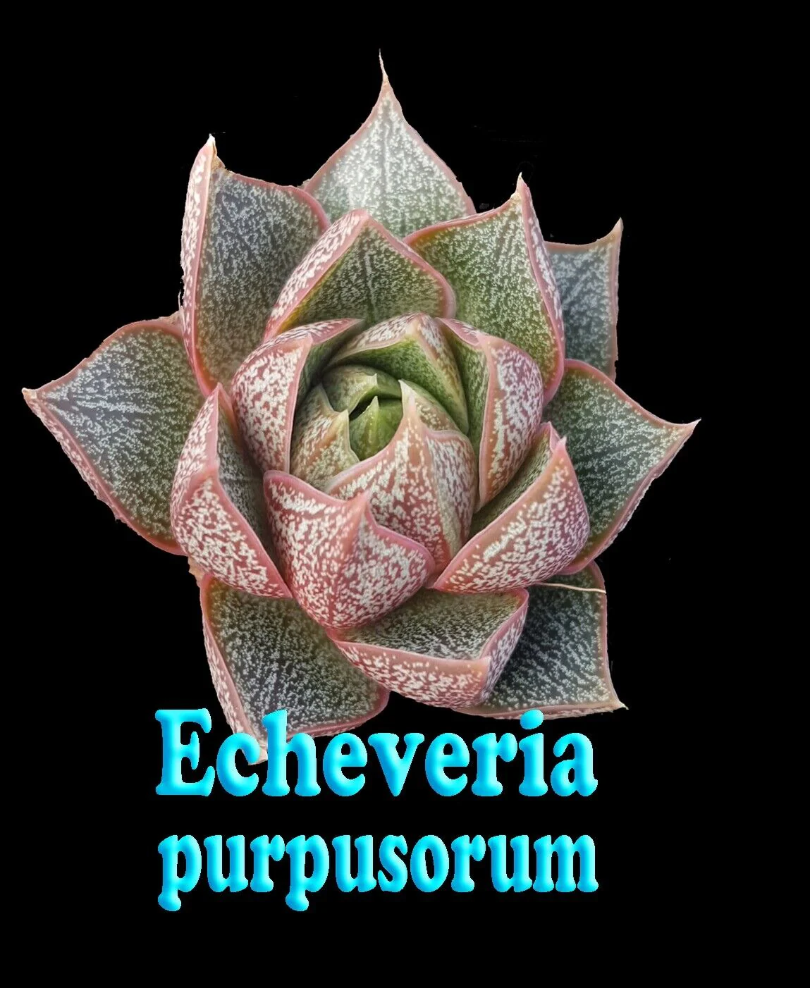 Echeveria purpusorum - Image 3